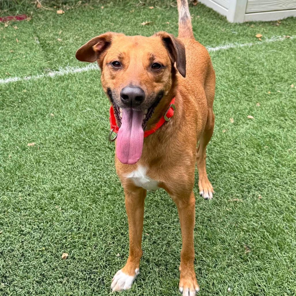 Reuben on Rye, a Adoptable Mixed Breed in Baltimore, MD image 5/6