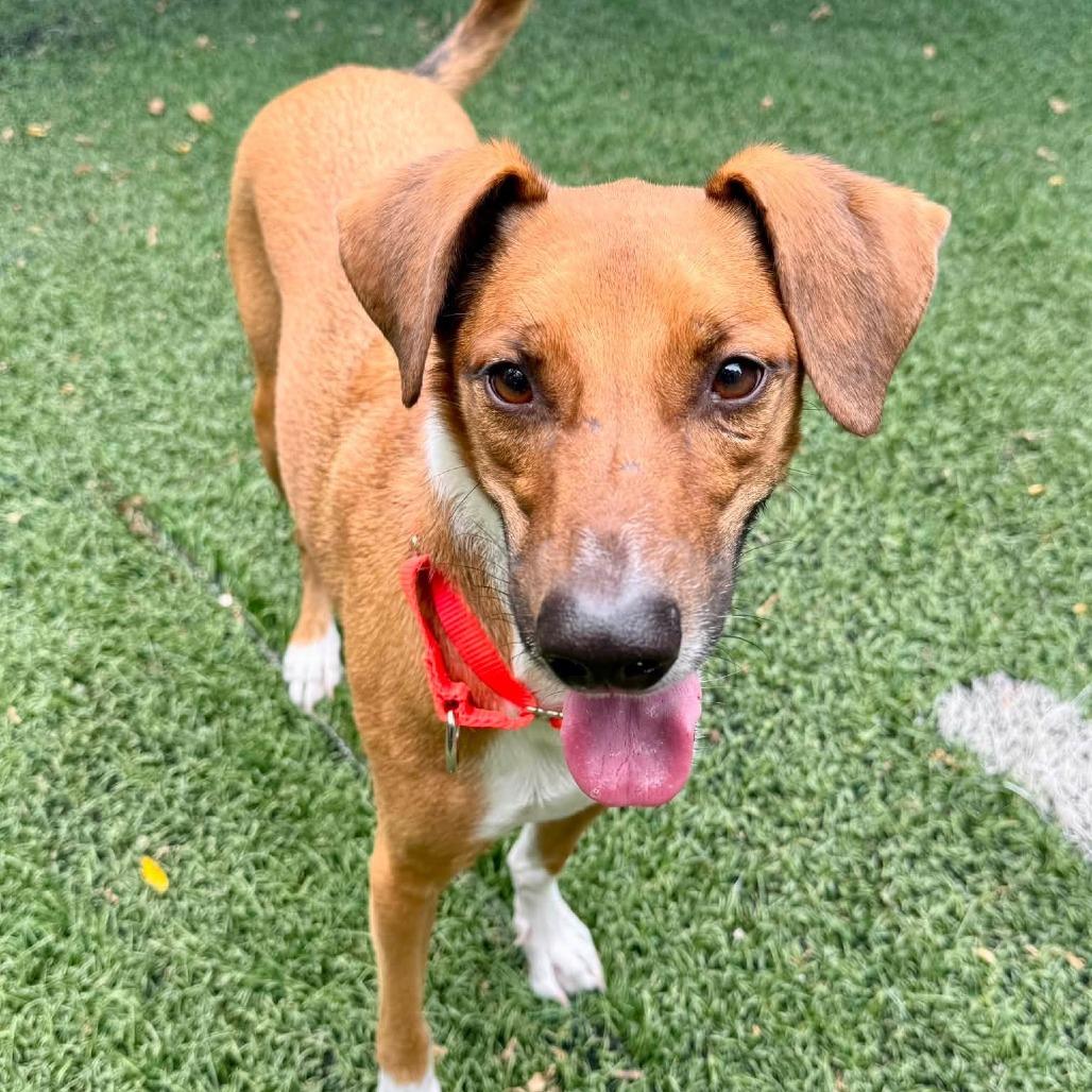 Reuben on Rye, a Adoptable Mixed Breed in Baltimore, MD image 6/6