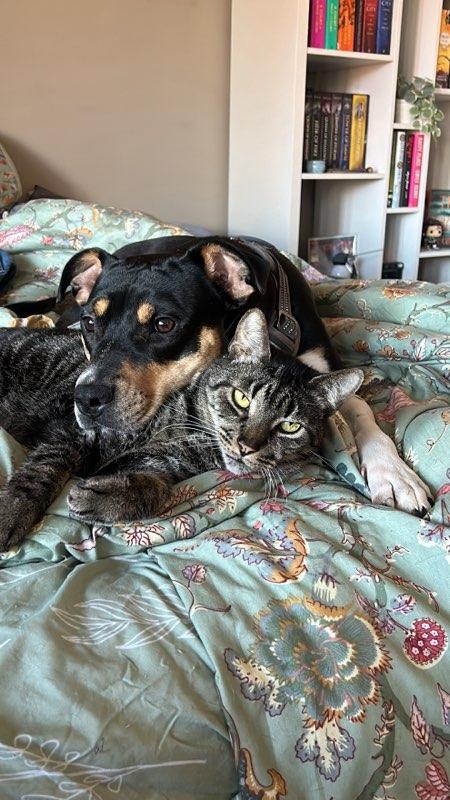 Enlarge Charlotte, a Adopted mixed breed in Indian Trail, NC image 1/6