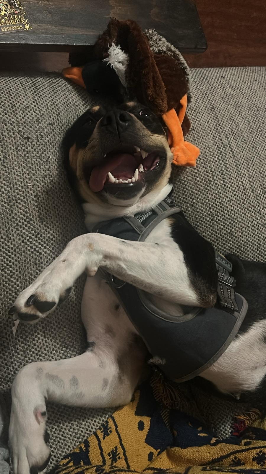 Enlarge Charlotte, a Adopted mixed breed in Indian Trail, NC image 2/6