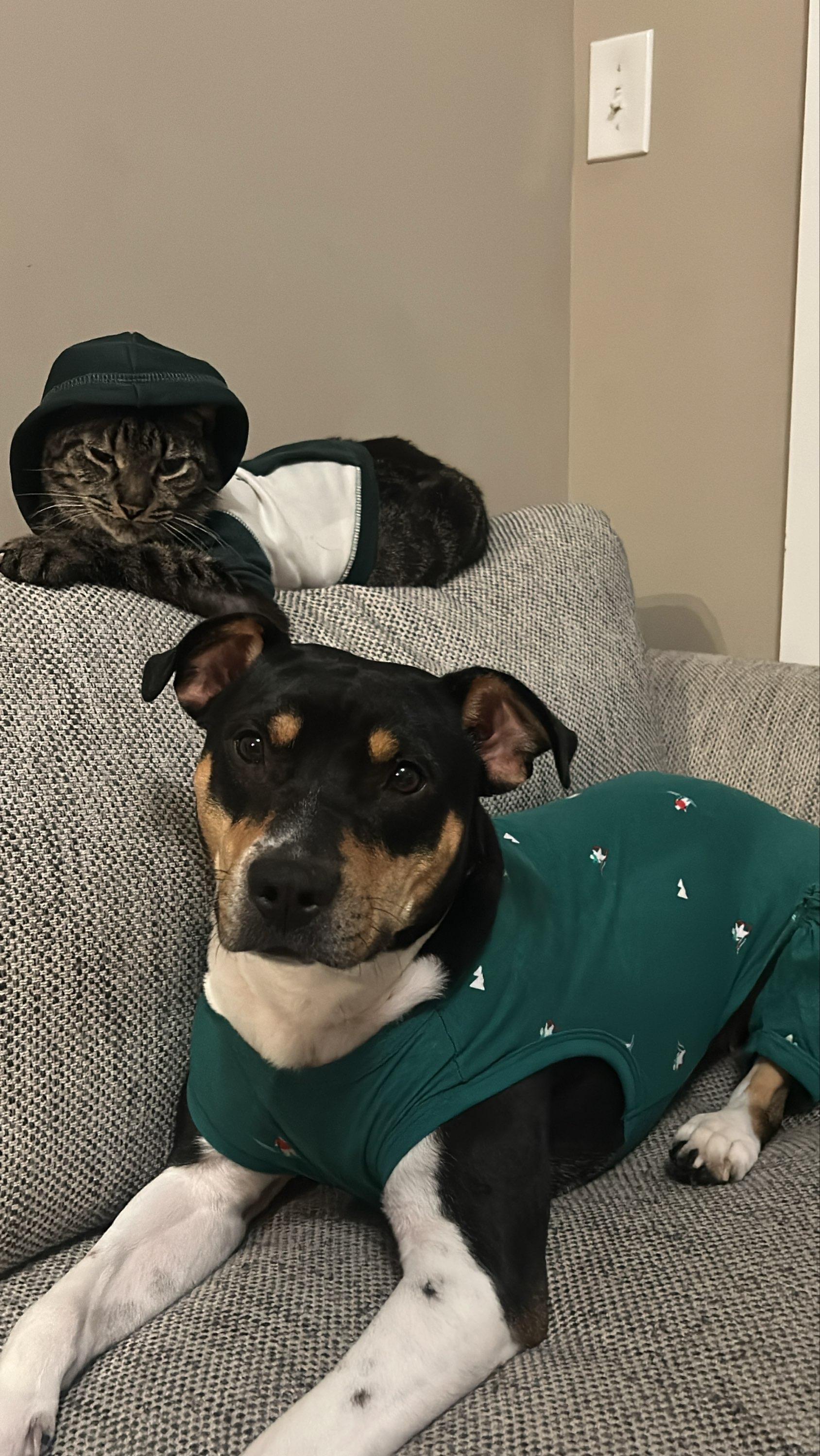 Enlarge Charlotte, a Adopted mixed breed in Indian Trail, NC image 3/6