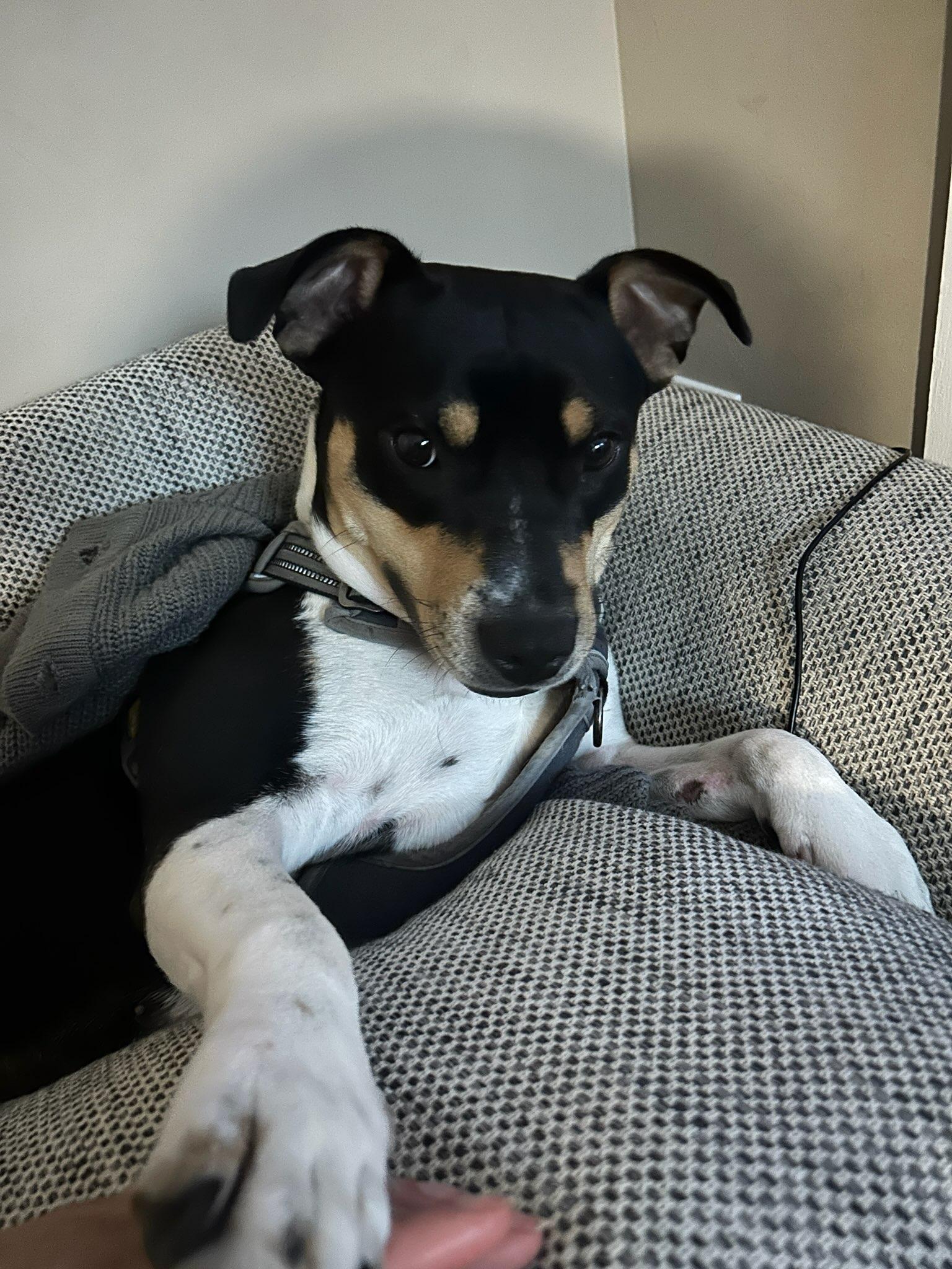 Enlarge Charlotte, a Adopted mixed breed in Indian Trail, NC image 4/6