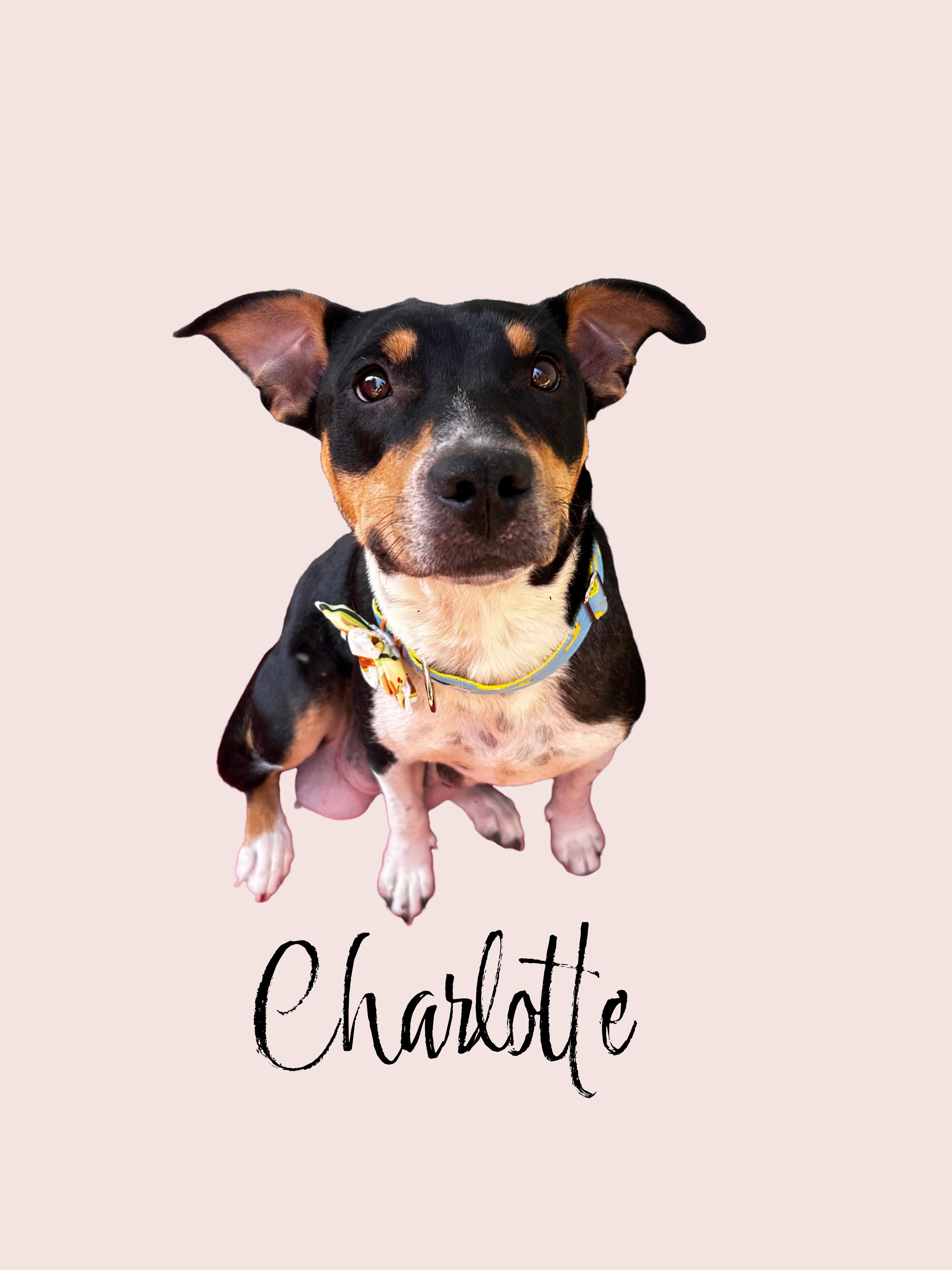 Enlarge Charlotte, a Adopted mixed breed in Indian Trail, NC image 5/6