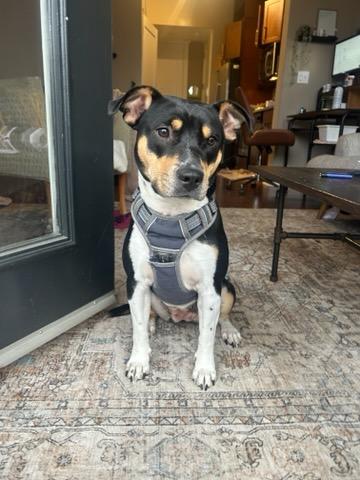 Enlarge Charlotte, a Adopted mixed breed in Indian Trail, NC image 6/6