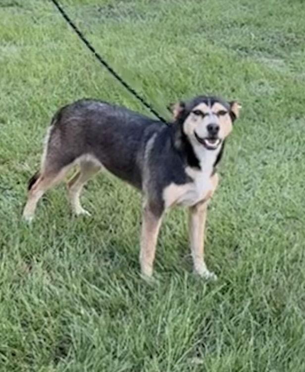 Peanut, Adoptable, Adult Female Shepherd.