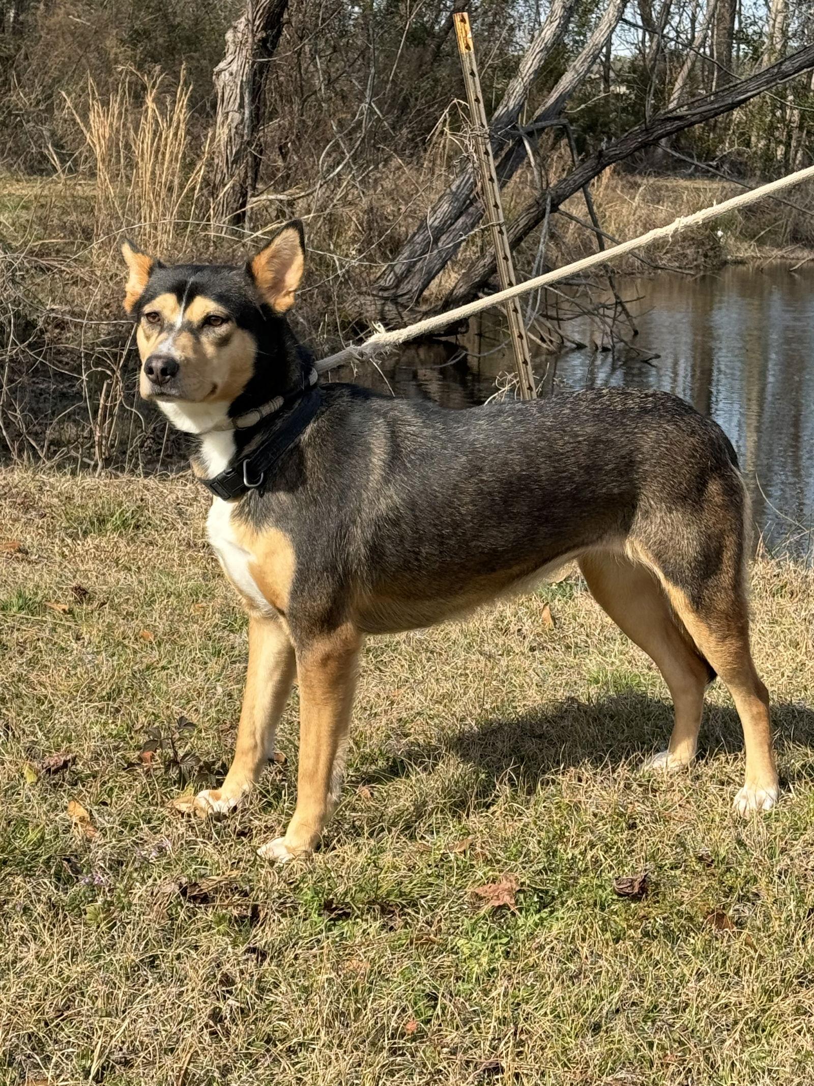 Peanut, a Adoptable Shepherd in Ringoes, NJ image 1/3