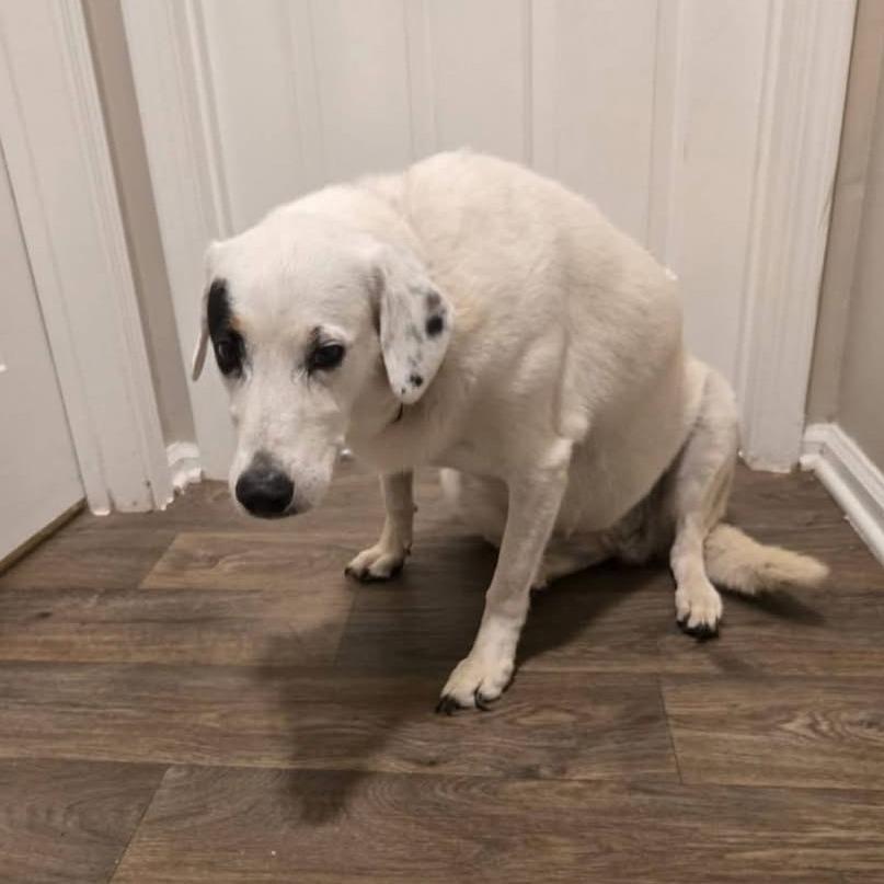 Samantha, Adoptable, Senior Female Mixed Breed.