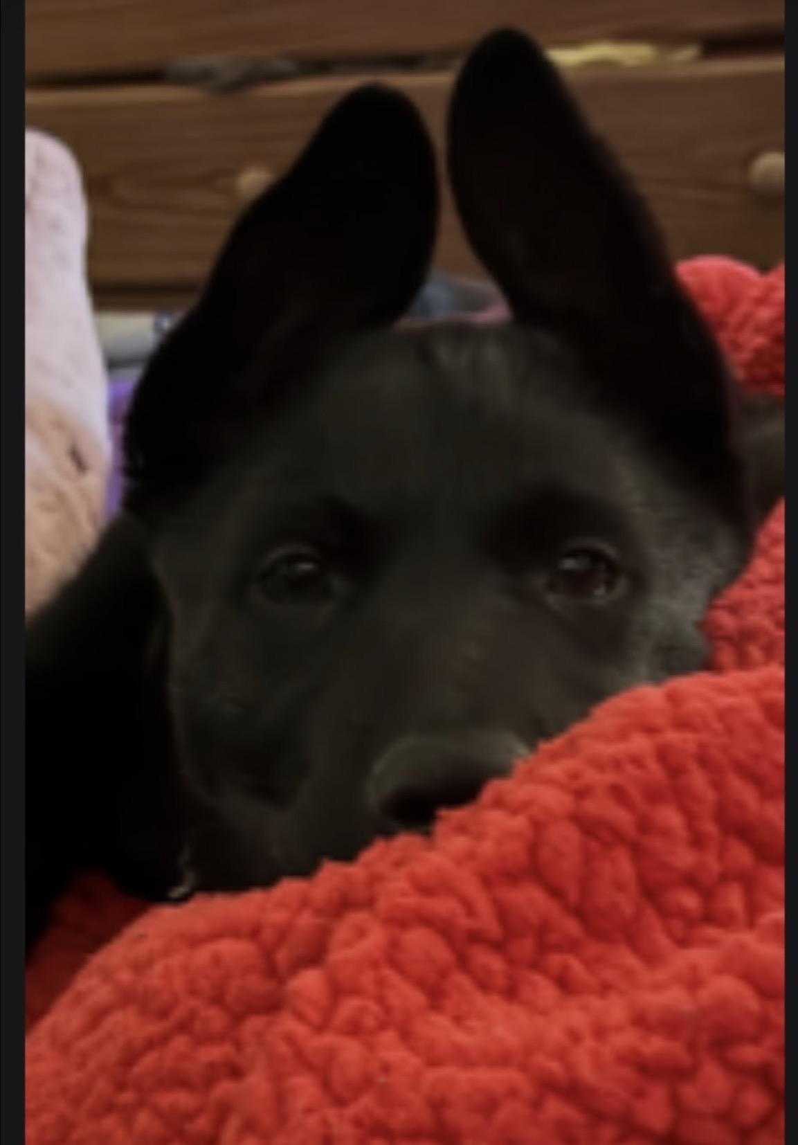 Evee , ADOPTABLE, Puppy Female Australian Cattle Dog / Blue Heeler.