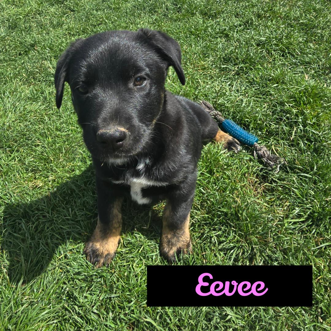 Evee , ADOPTABLE, Puppy Female Australian Cattle Dog / Blue Heeler.