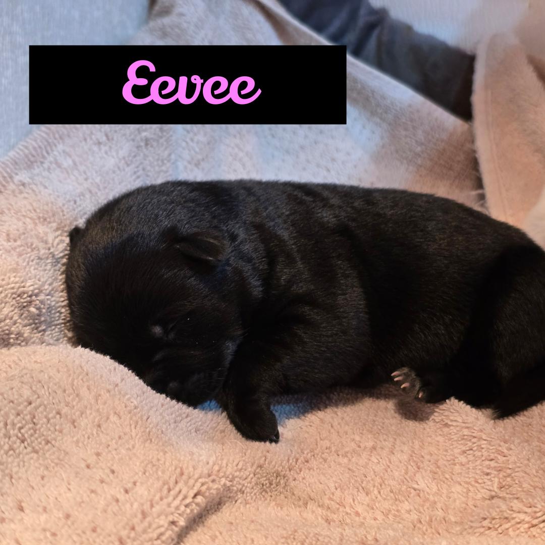 Enlarge Evee , a ADOPTABLE mixed breed in Powell Butte, OR image 2/2