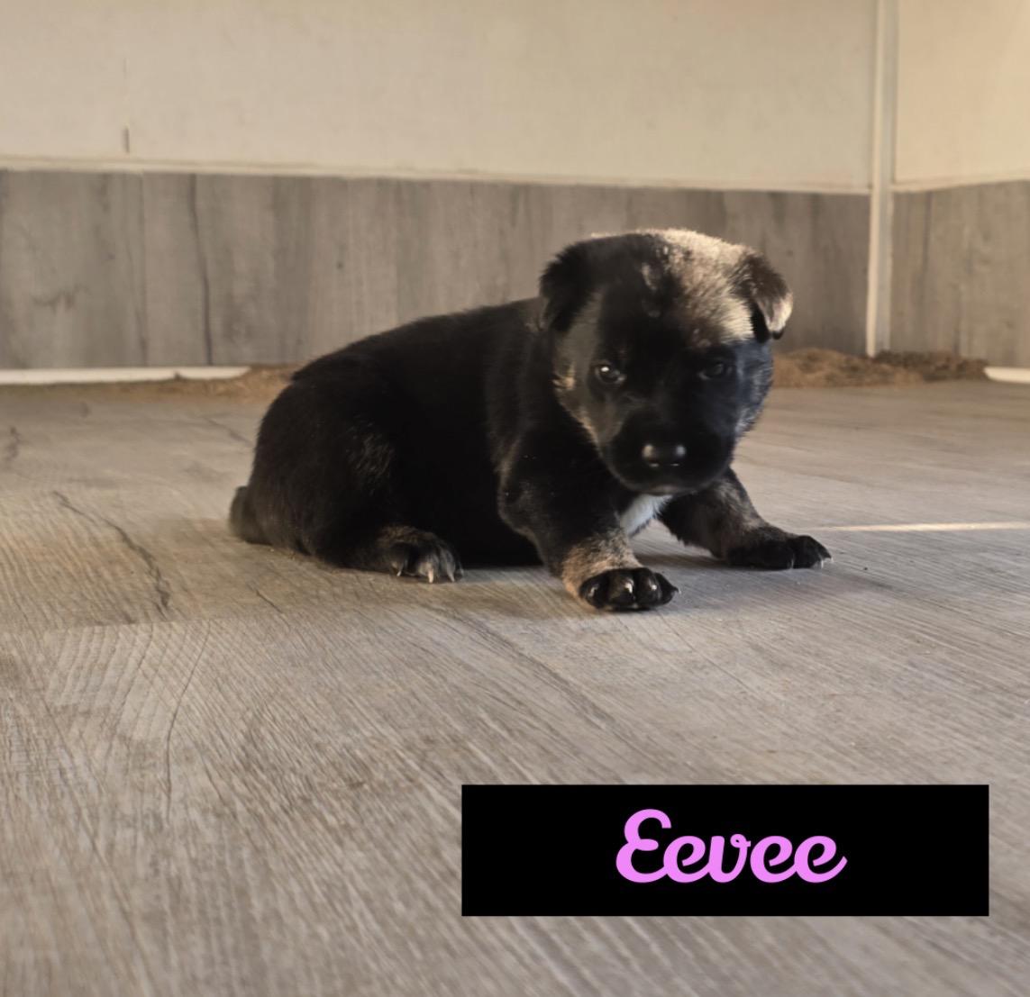 Evee , ADOPTABLE, Puppy Female Australian Cattle Dog / Blue Heeler.