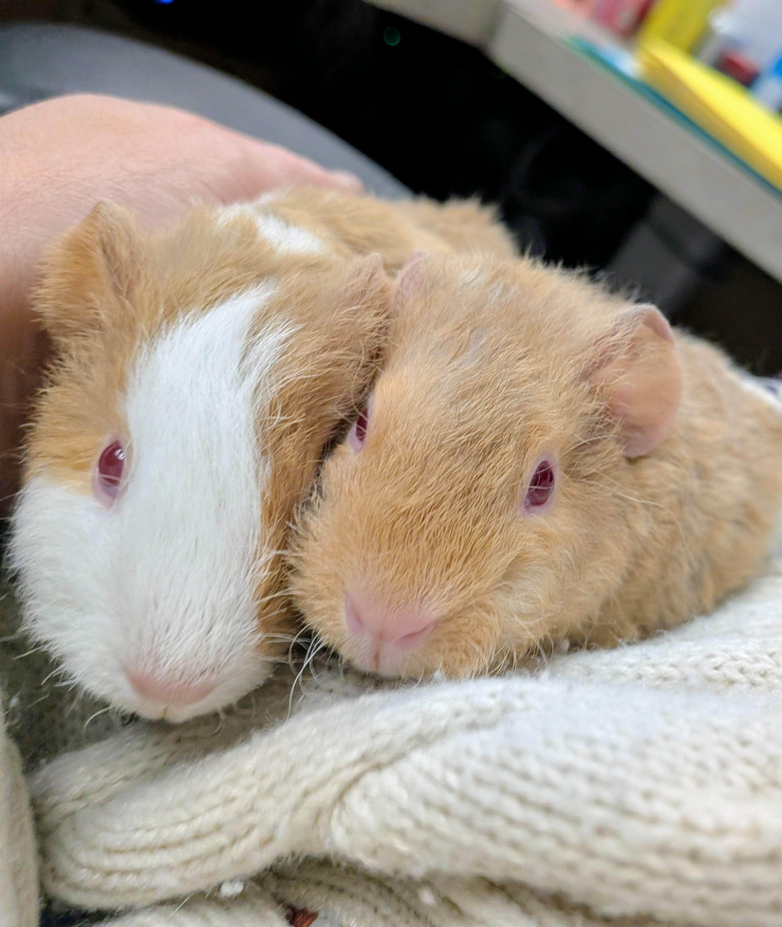Carson and Mason, ADOPTABLE, Baby Male Guinea Pig.