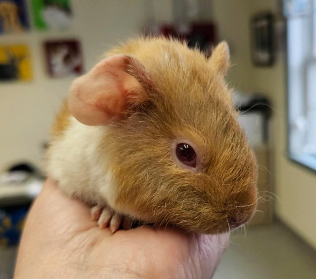 Enlarge Carson and Mason, a ADOPTABLE Guinea Pig in Medfield, MA image 4/4