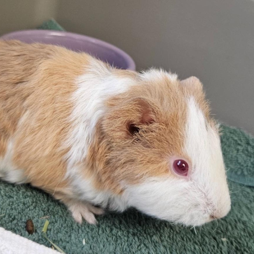 Enlarge Carson and Mason, a ADOPTABLE Guinea Pig in Medfield, MA image 2/4