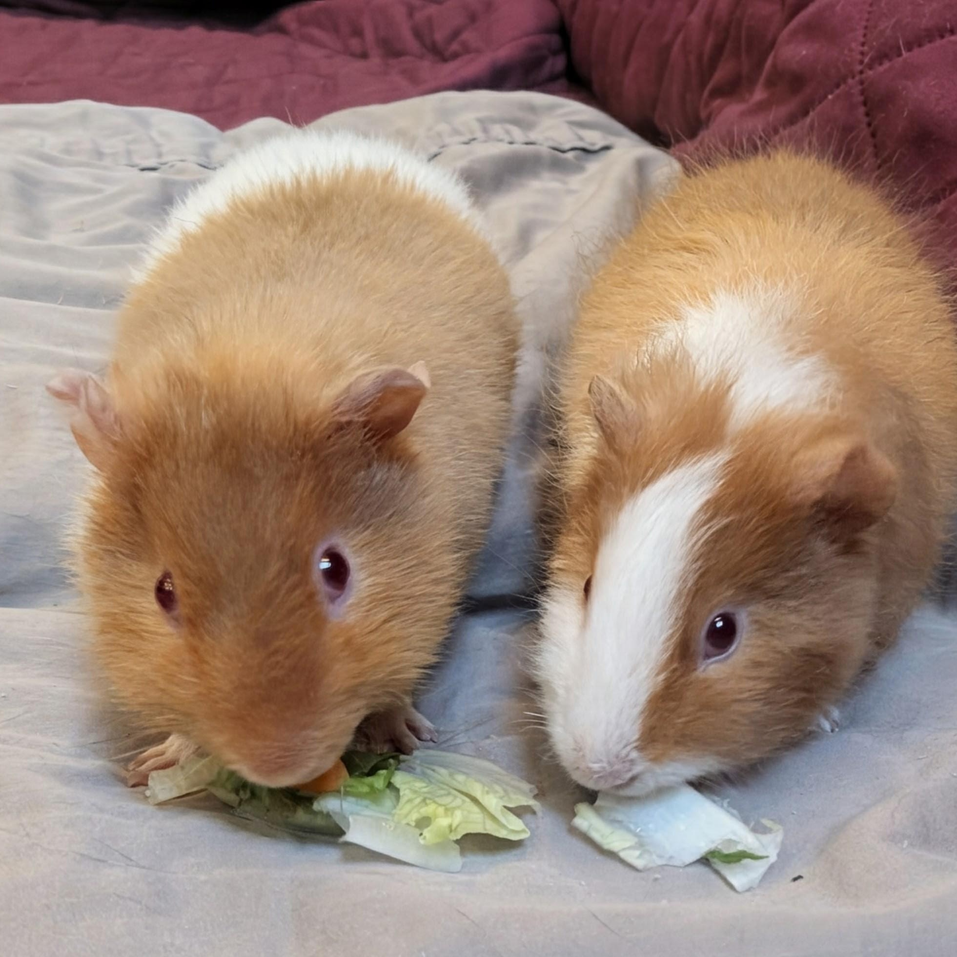 Carson and Mason, ADOPTABLE, Baby Male Guinea Pig.