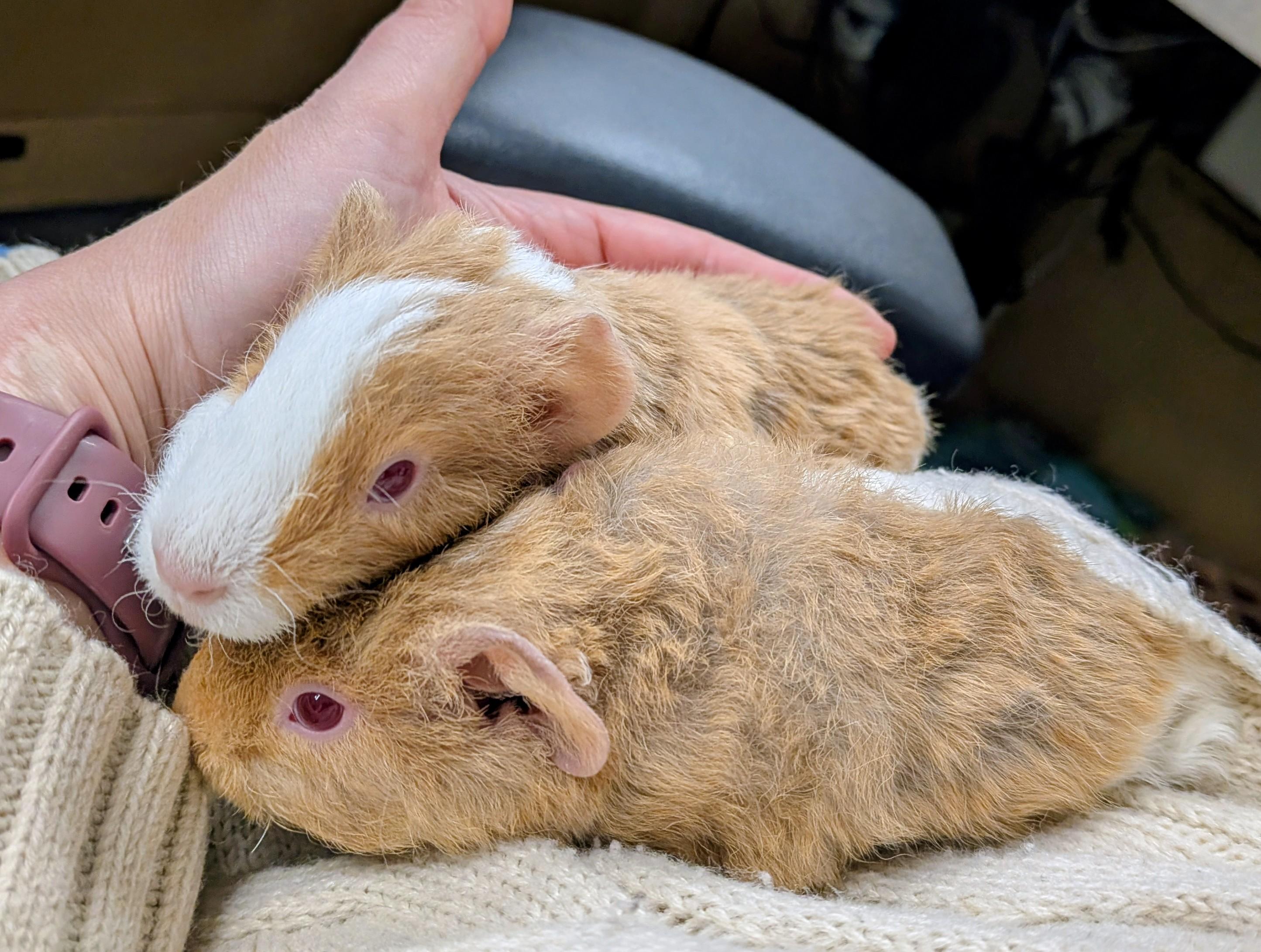 Enlarge Carson and Mason, a ADOPTABLE Guinea Pig in Medfield, MA image 3/4