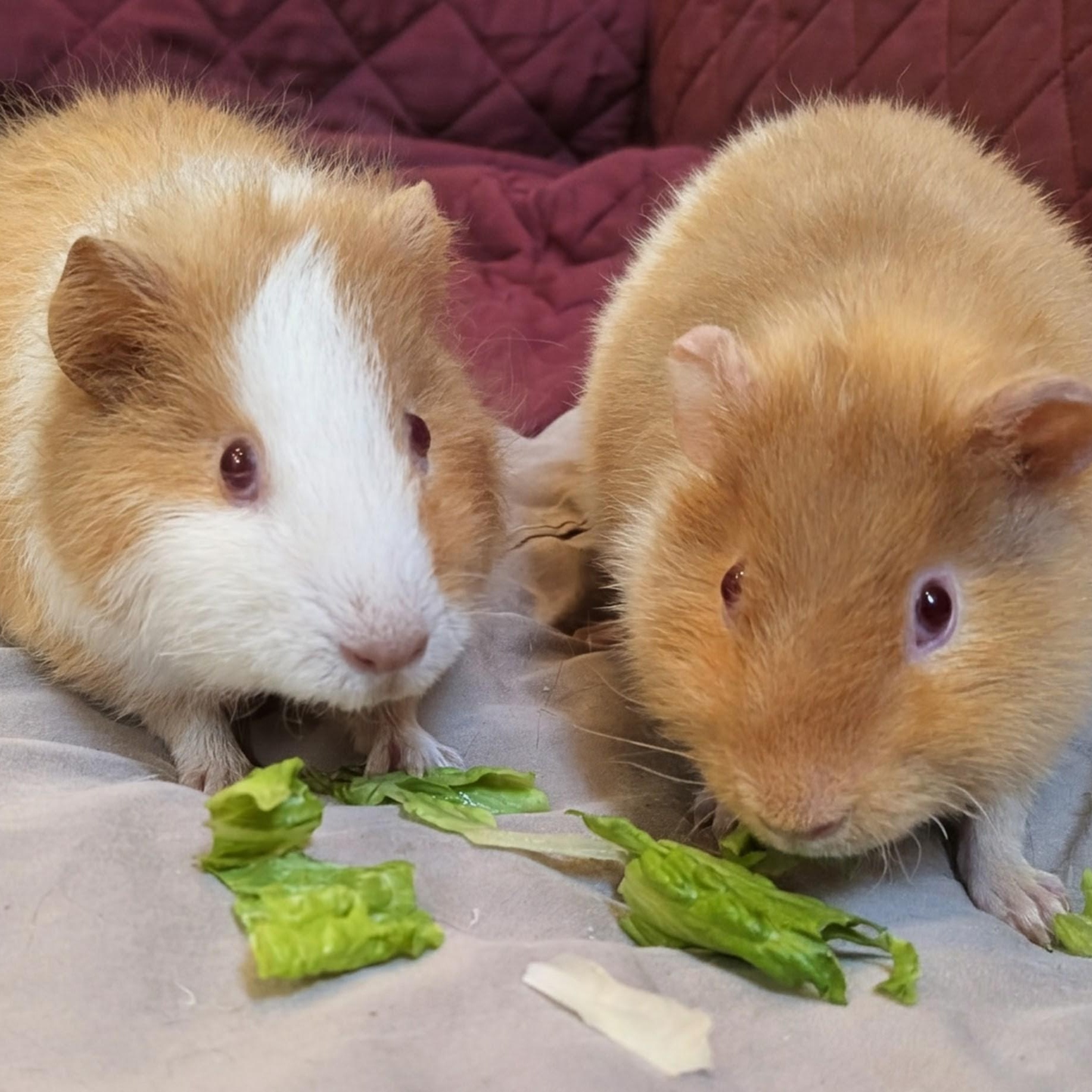 Carson and Mason, a ADOPTABLE Guinea Pig in Medfield, MA image 2/5