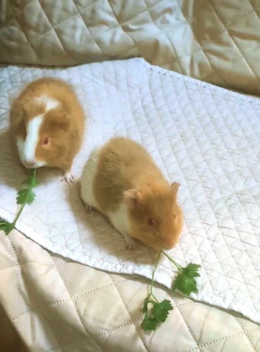 Enlarge Carson and Mason, a ADOPTABLE Guinea Pig in Medfield, MA video 5/5