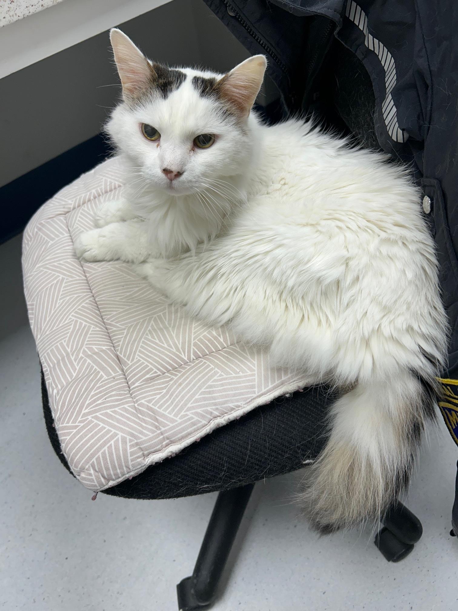 Archie, ADOPTABLE, Senior Male Domestic Short Hair.