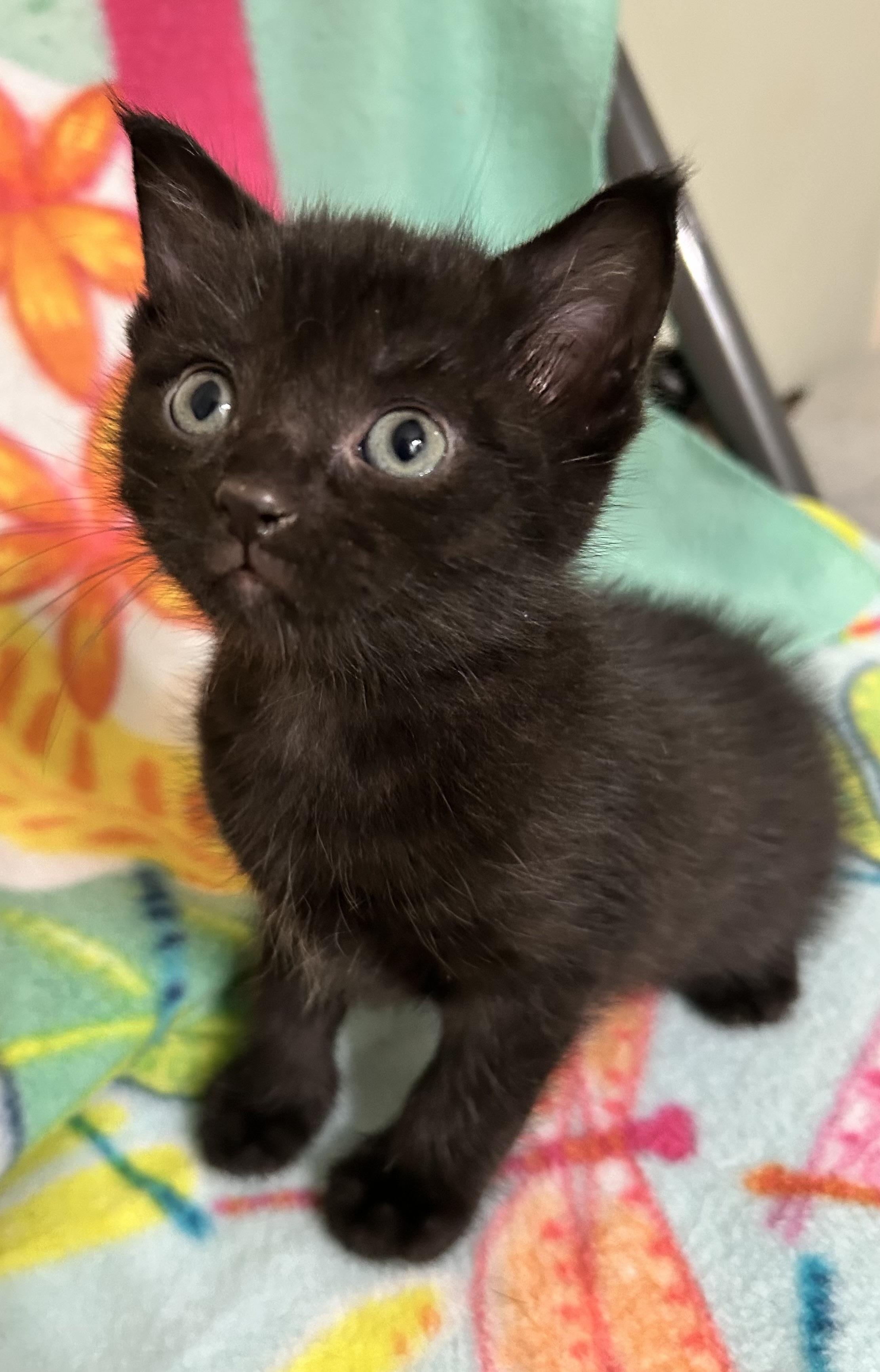 Onyx
