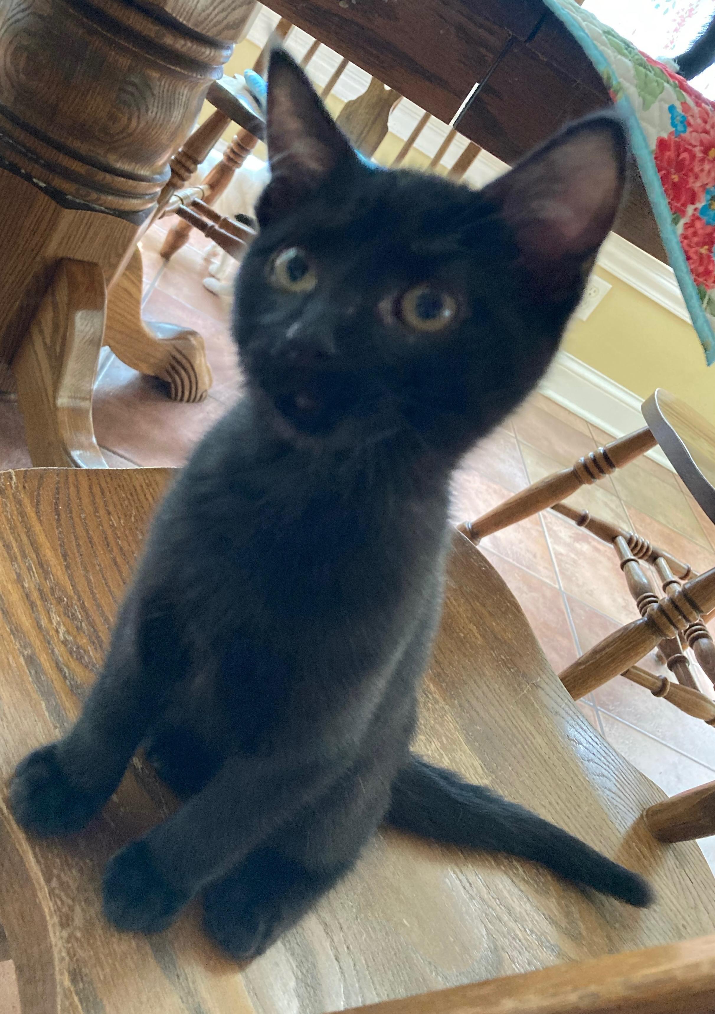 Onyx, Baby Male unknown
