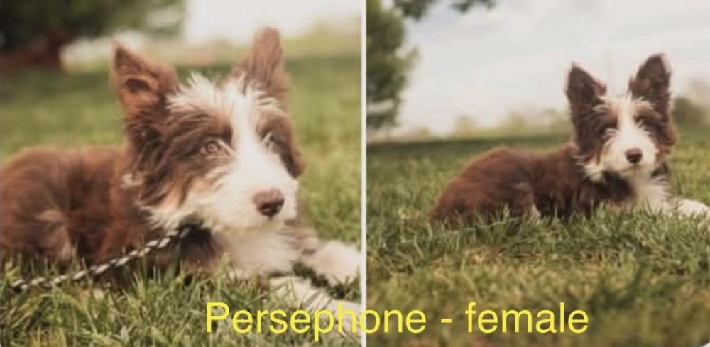 Persephone, Adoptable, Puppy Female Aussiedoodle.