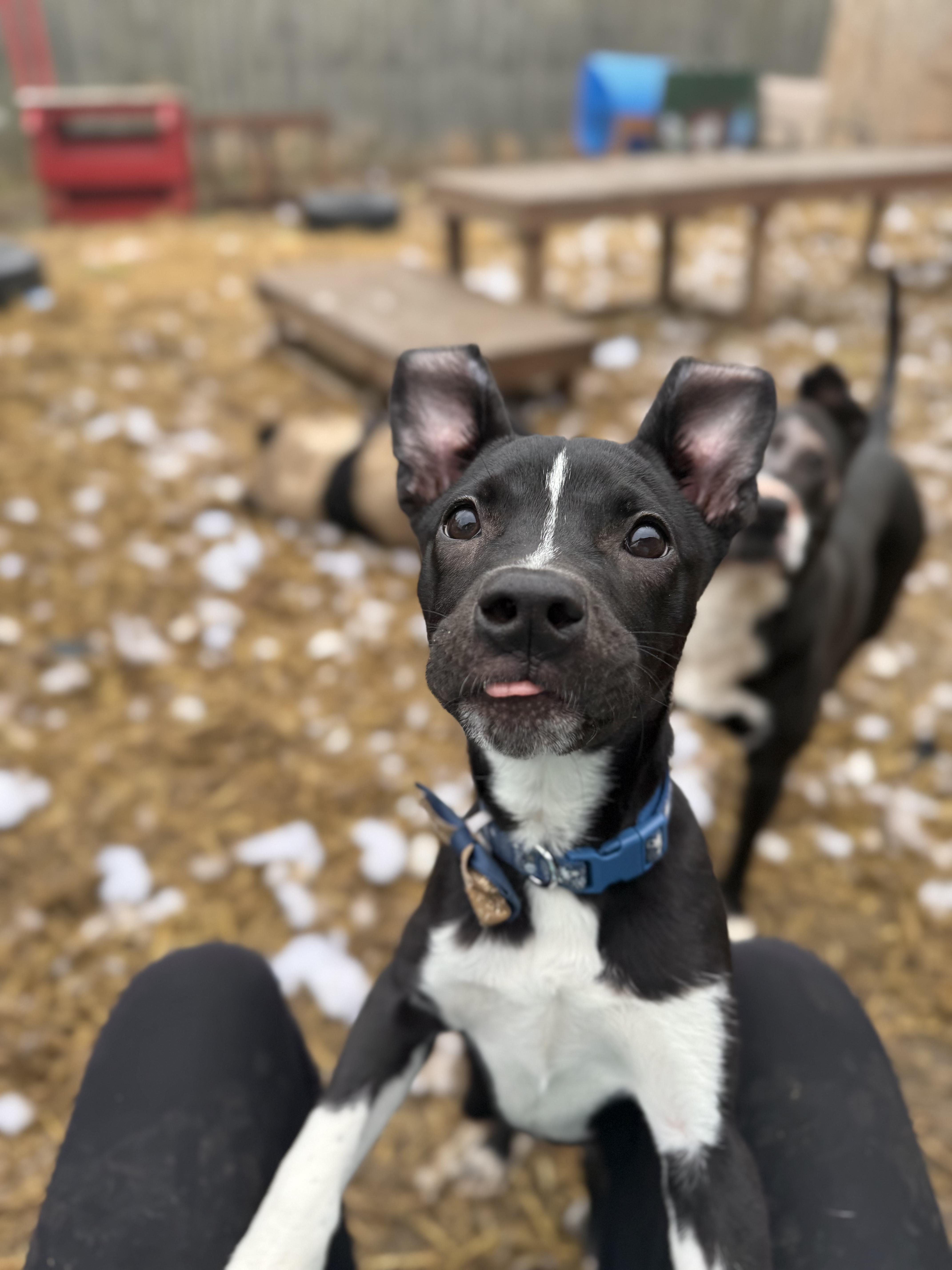 Enlarge Winter, an adopted mixed breed in INDIANAPOLIS, IN image 2/4