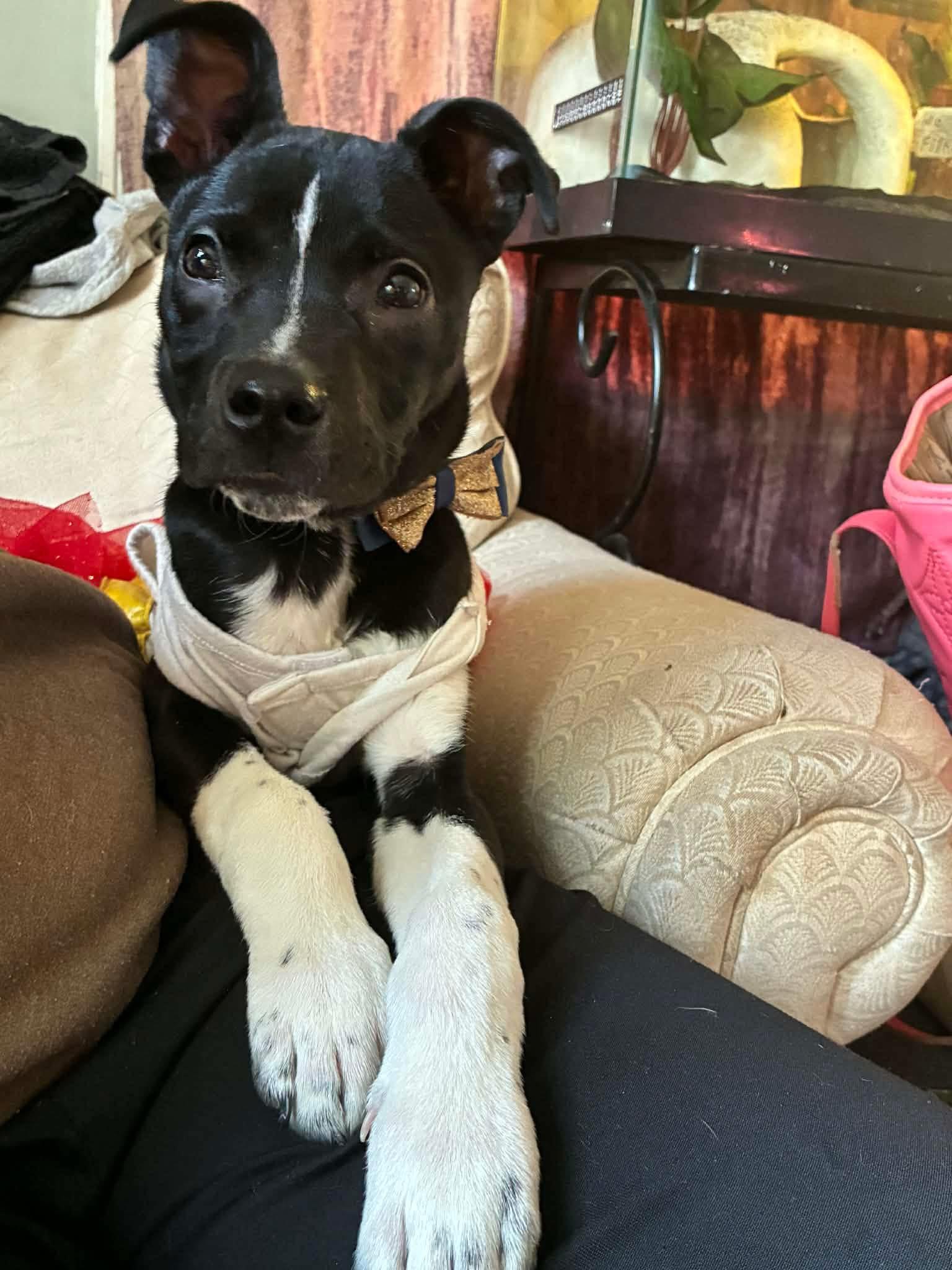 Enlarge Winter, an adopted mixed breed in INDIANAPOLIS, IN image 4/4