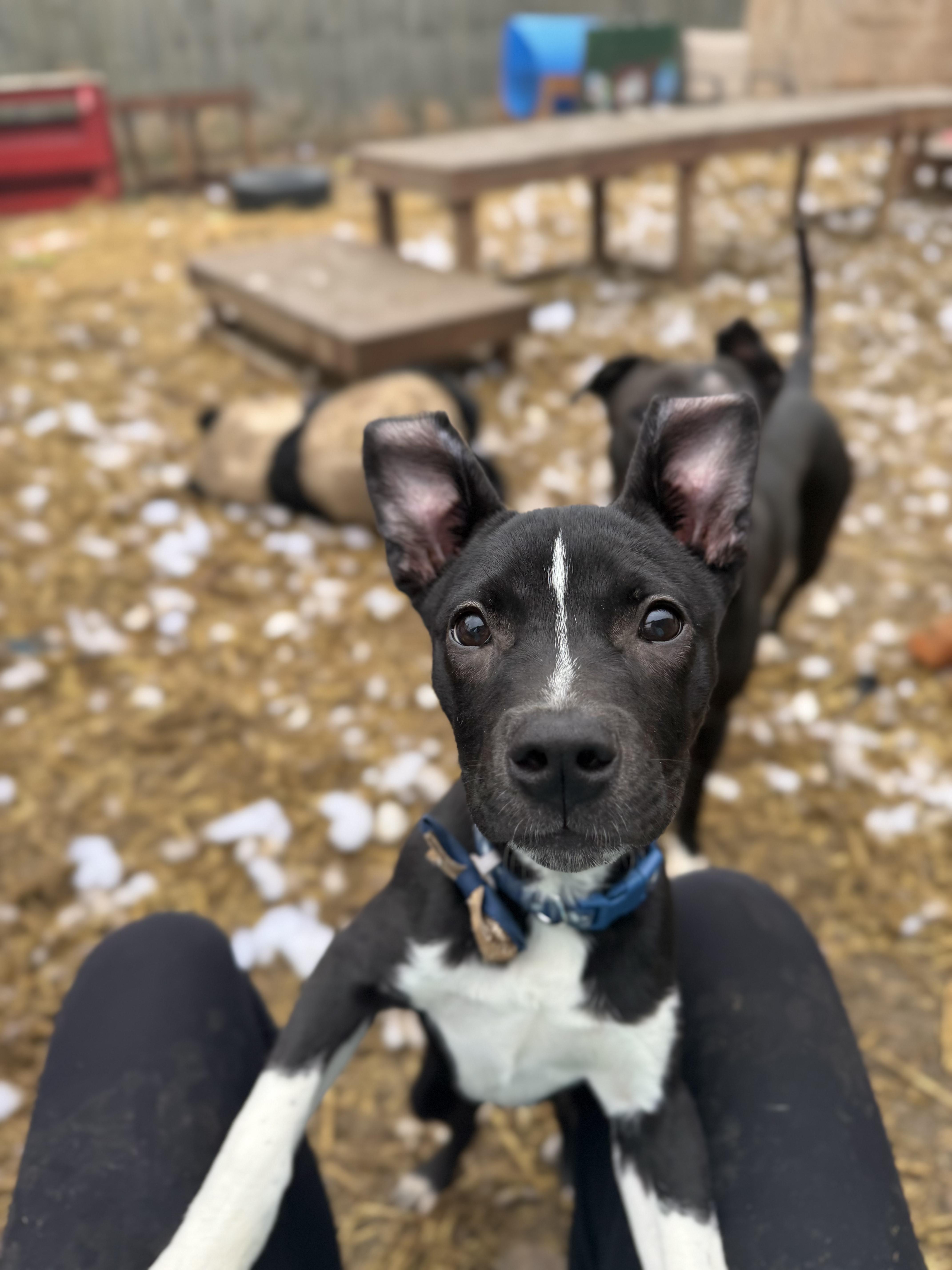 Enlarge Winter, an adopted mixed breed in INDIANAPOLIS, IN image 1/4