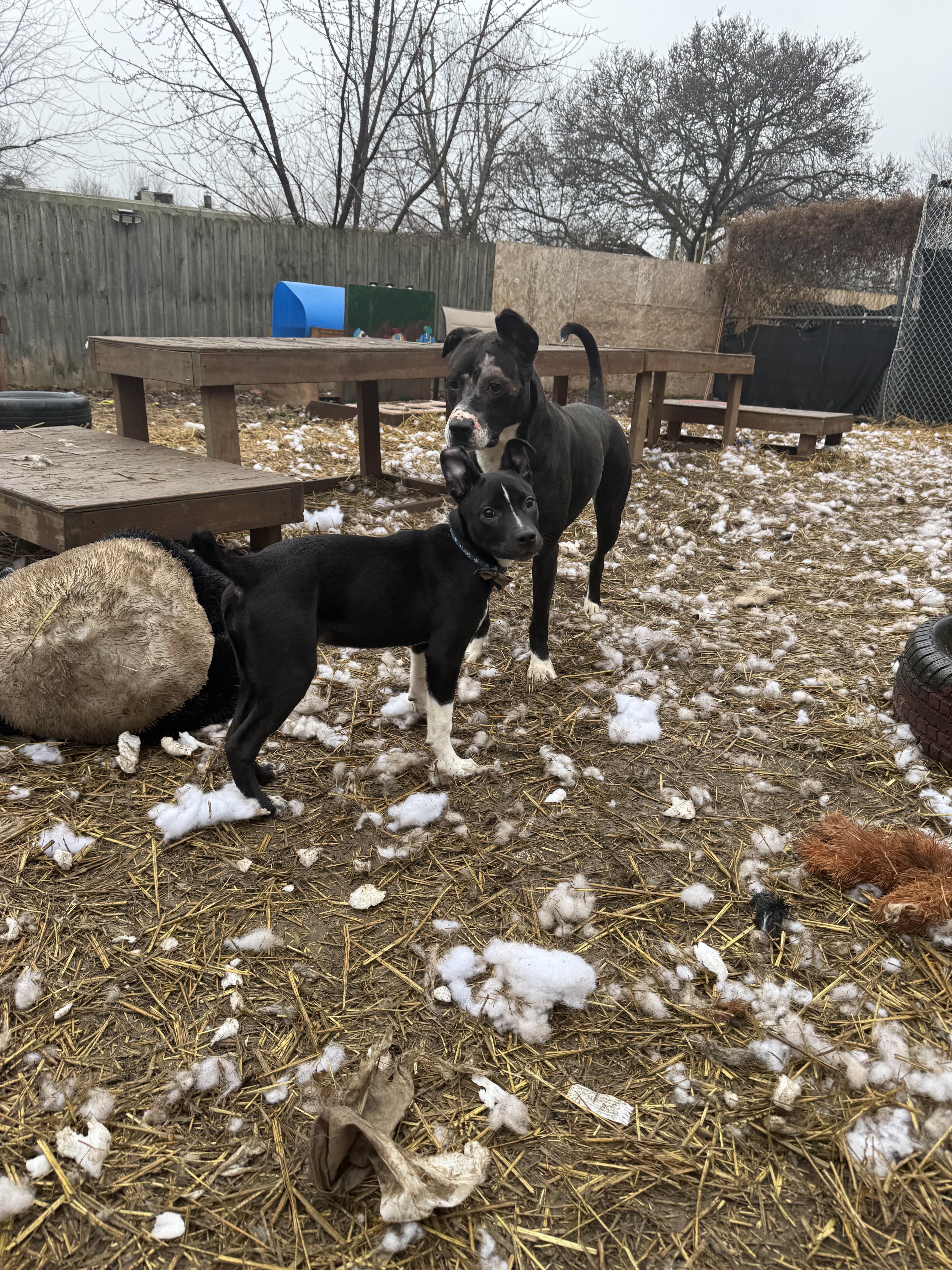 Enlarge Winter, an adopted mixed breed in INDIANAPOLIS, IN image 3/4