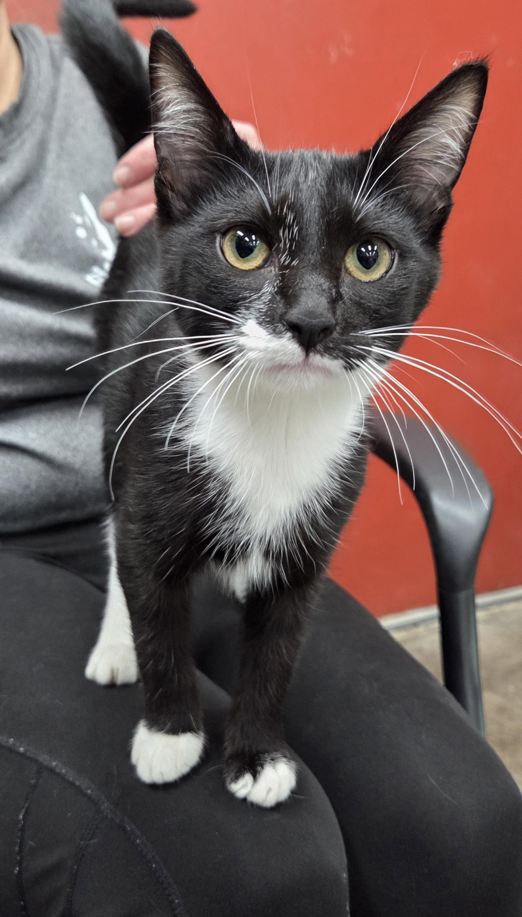 Falcon, ADOPTABLE, Young Male Domestic Short Hair.