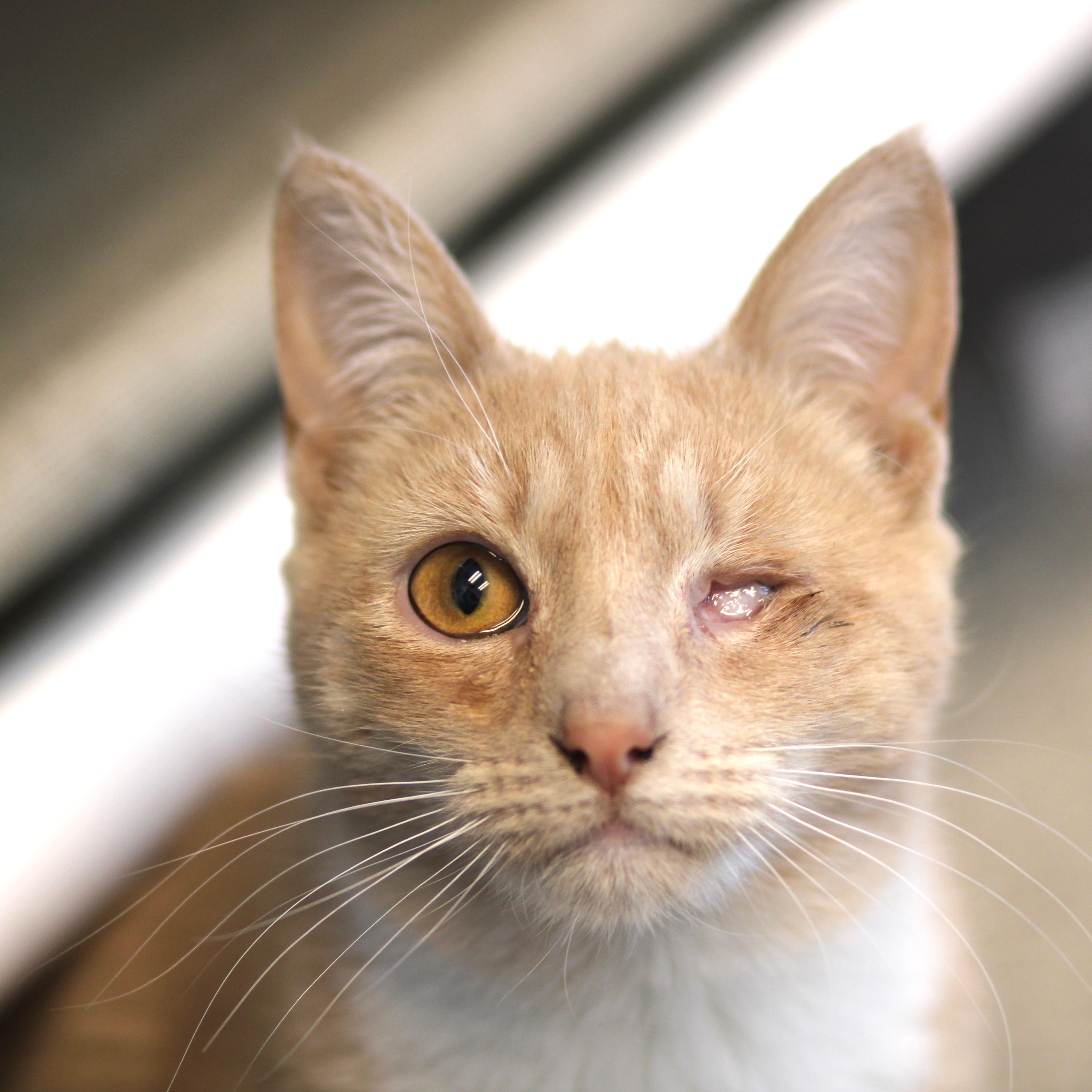 Sunny , ADOPTABLE, Young Female Domestic Short Hair.