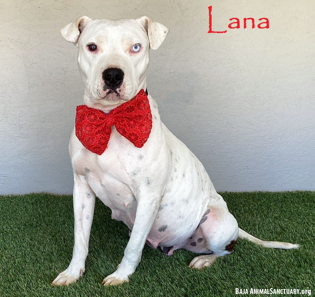 Enlarge Lana, a Adoptable mixed breed in San Diego, CA image 1/4