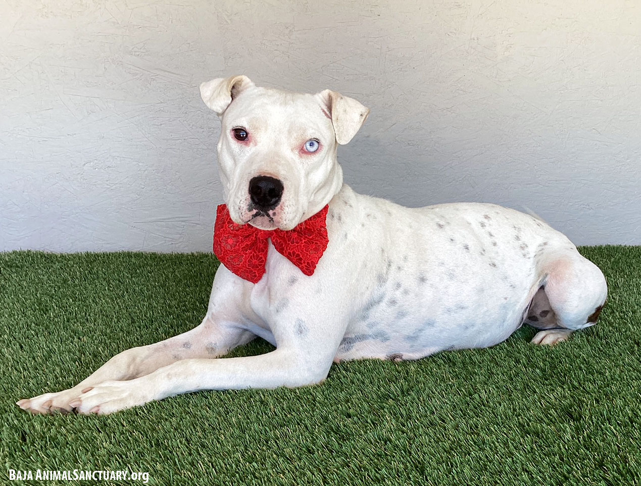 Enlarge Lana, a Adoptable mixed breed in San Diego, CA image 2/4