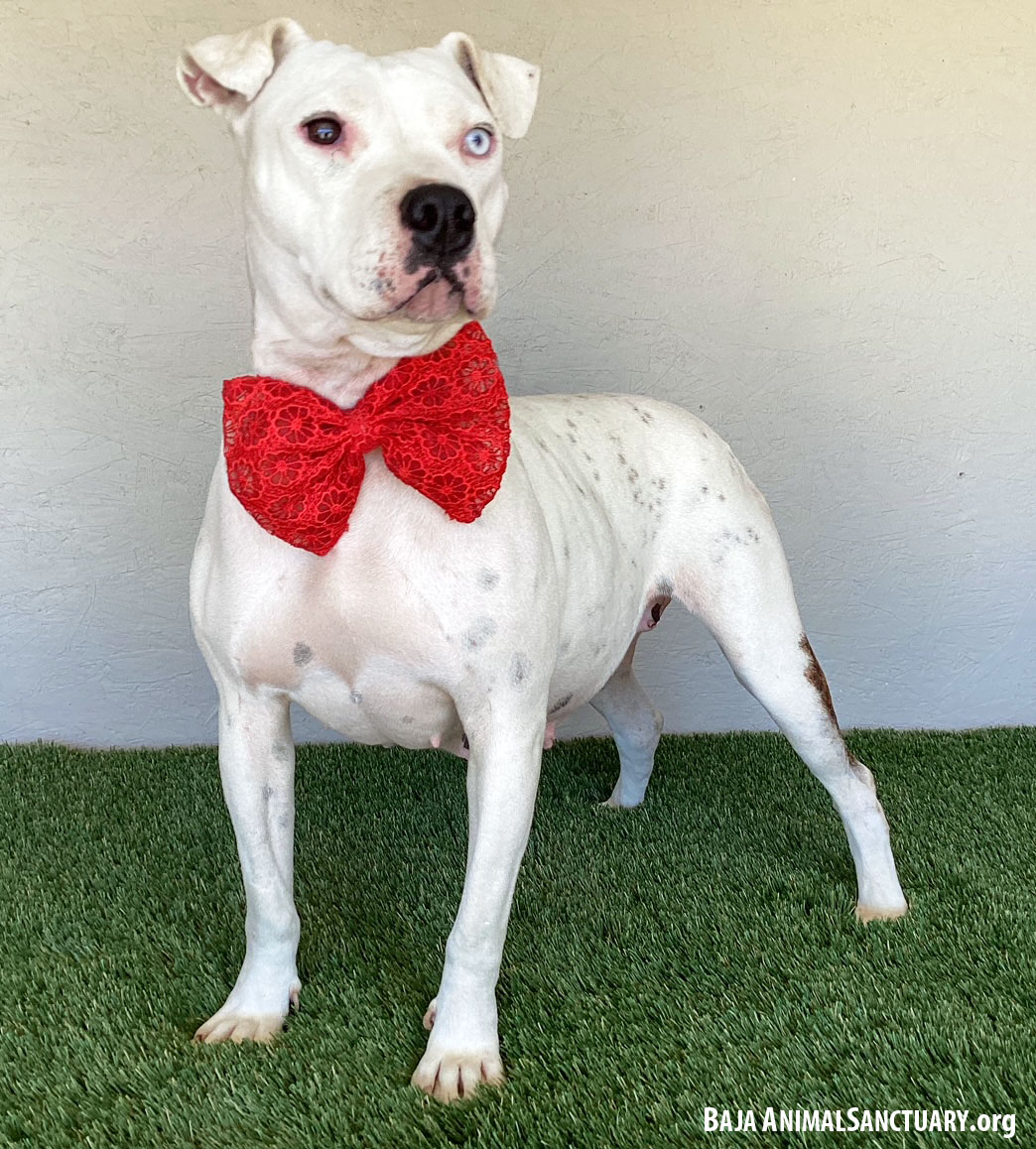 Enlarge Lana, a Adoptable mixed breed in San Diego, CA image 3/4