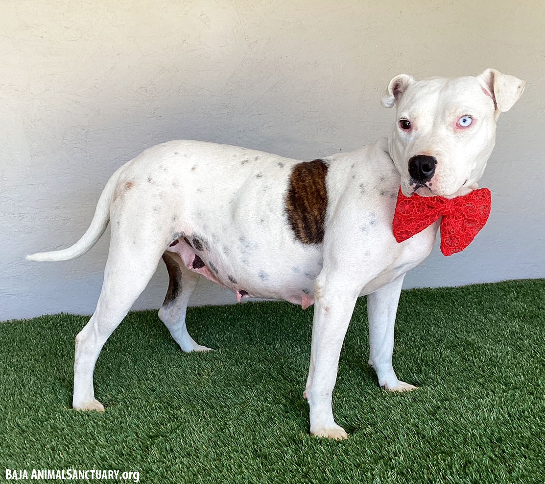 Enlarge Lana, a Adoptable mixed breed in San Diego, CA image 4/4