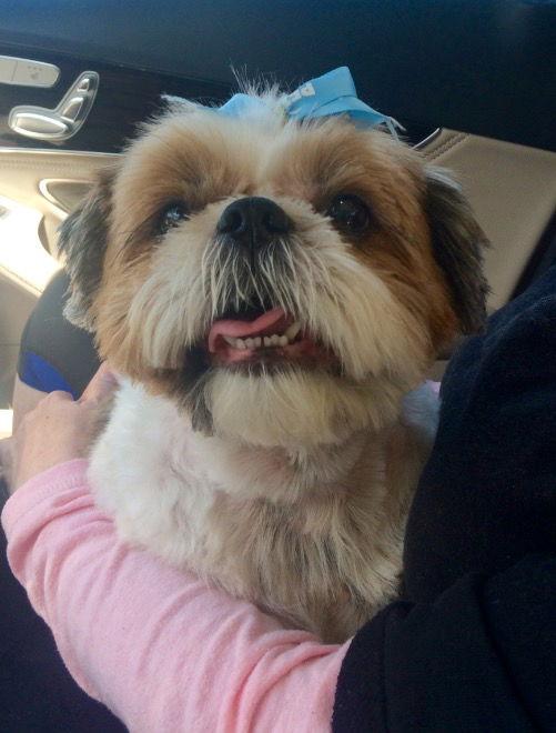 Belle, Adopted, Adult Female Shih Tzu.