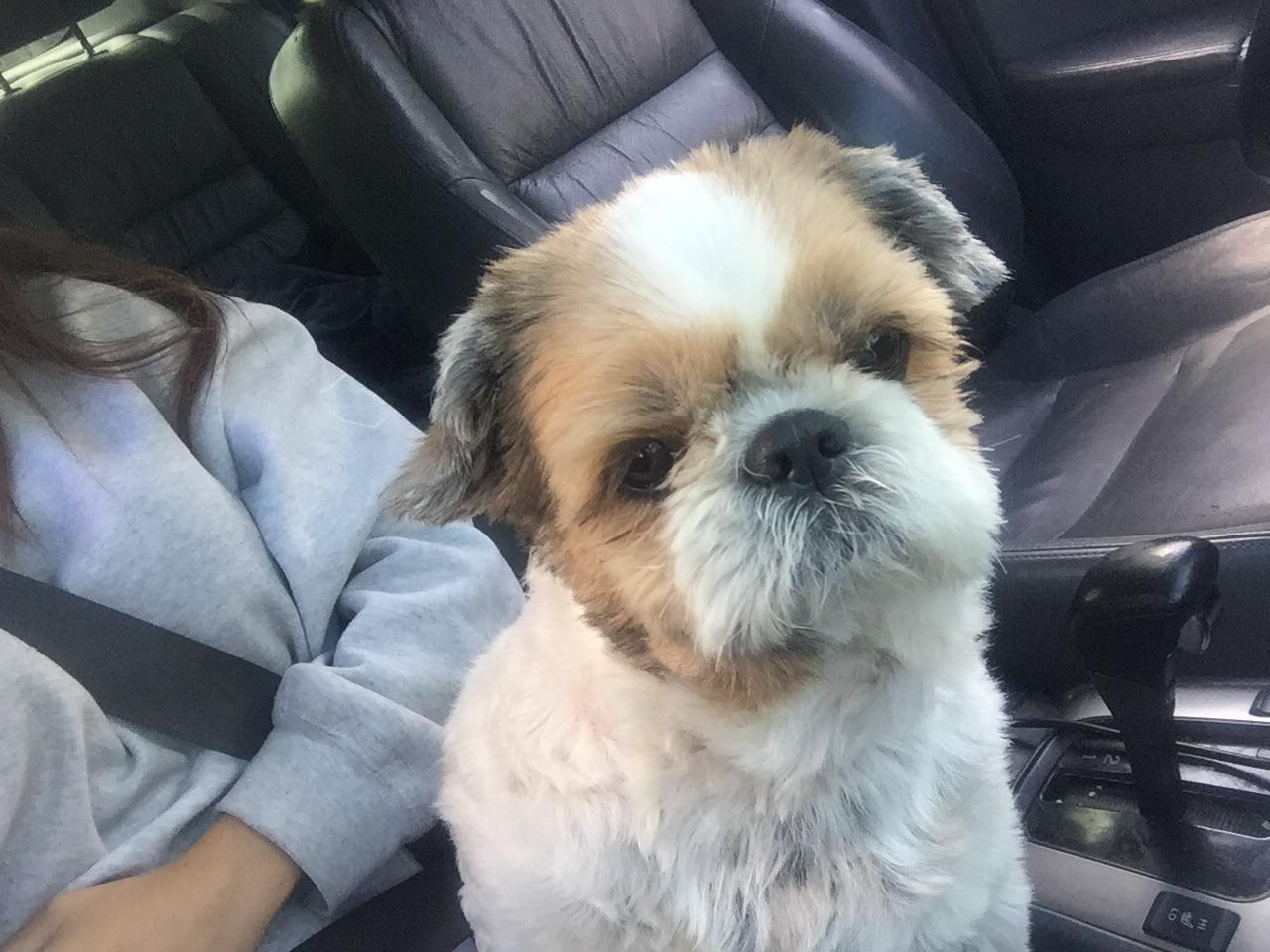 Belle, a Adopted Shih Tzu in Royal Palm Beach, FL image 2/3