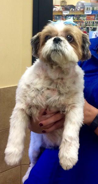 Belle, a Adopted Shih Tzu in Royal Palm Beach, FL image 3/3