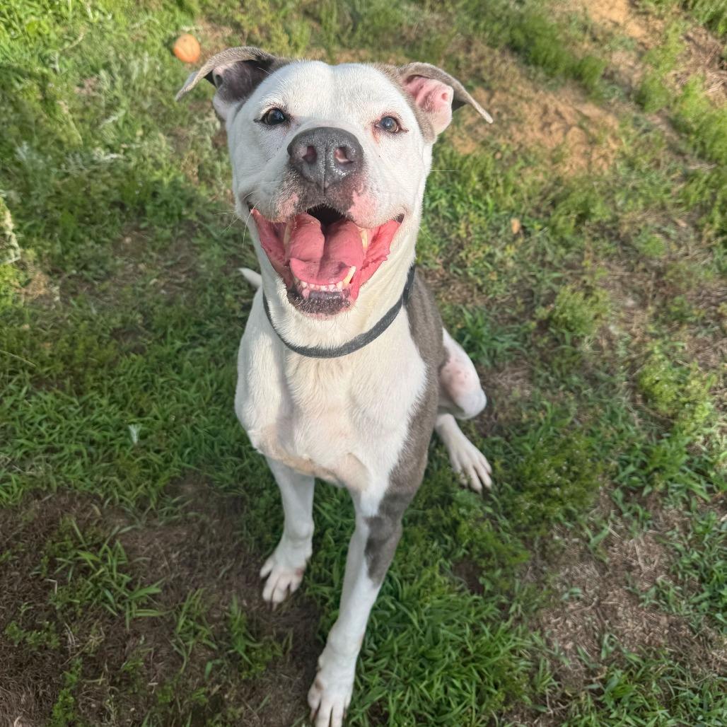 Velour 3117, Adoptable, Adult Male Mixed Breed.