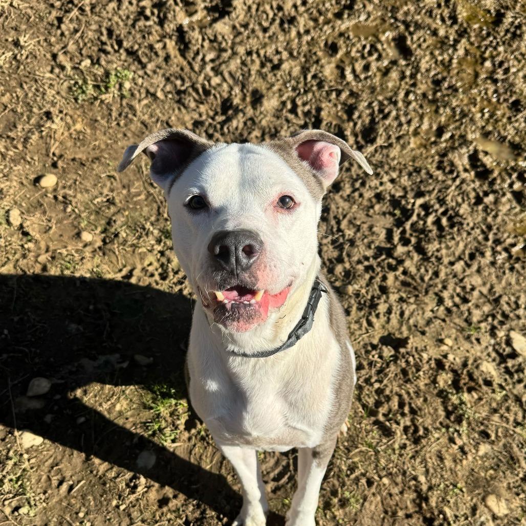 Velour 3117, Adoptable, Adult Male Mixed Breed.