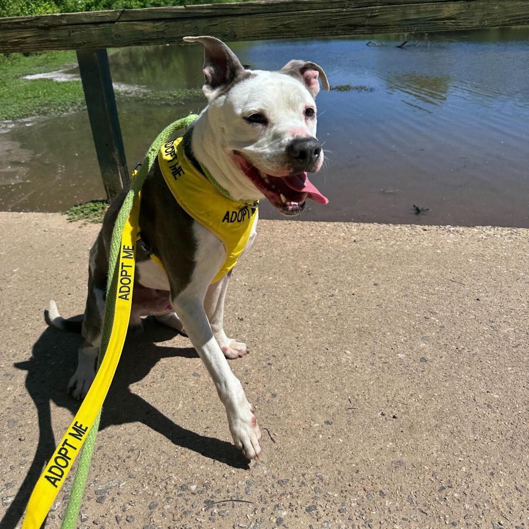 Enlarge Velour 3117, a Adoptable Mixed Breed in Columbus, GA image 2/6