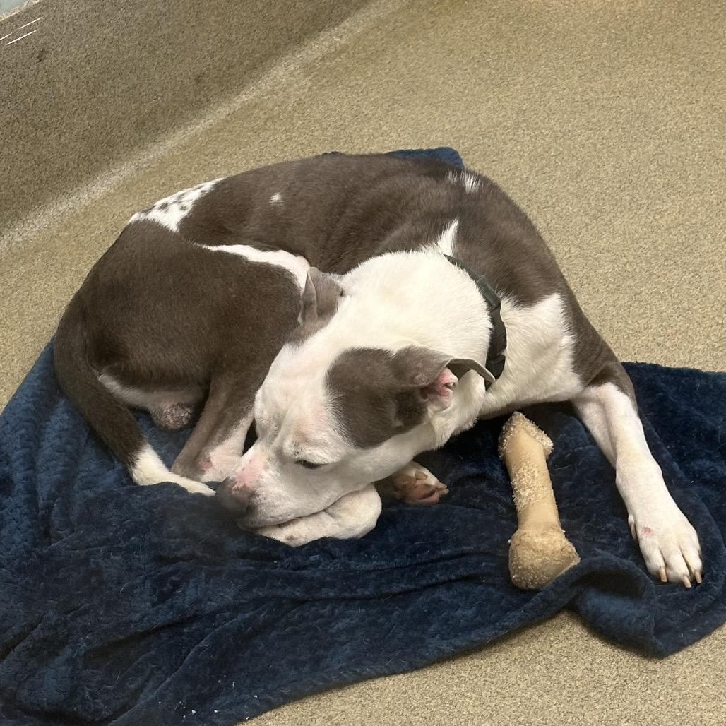 Enlarge Velour 3117, a Adoptable Mixed Breed in Columbus, GA image 2/5