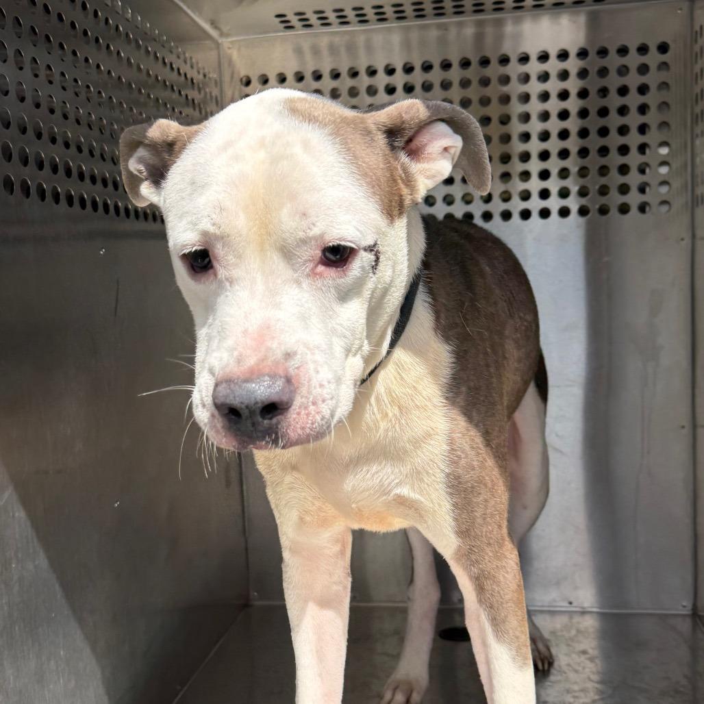 Velour 3117 — thumbnail 3