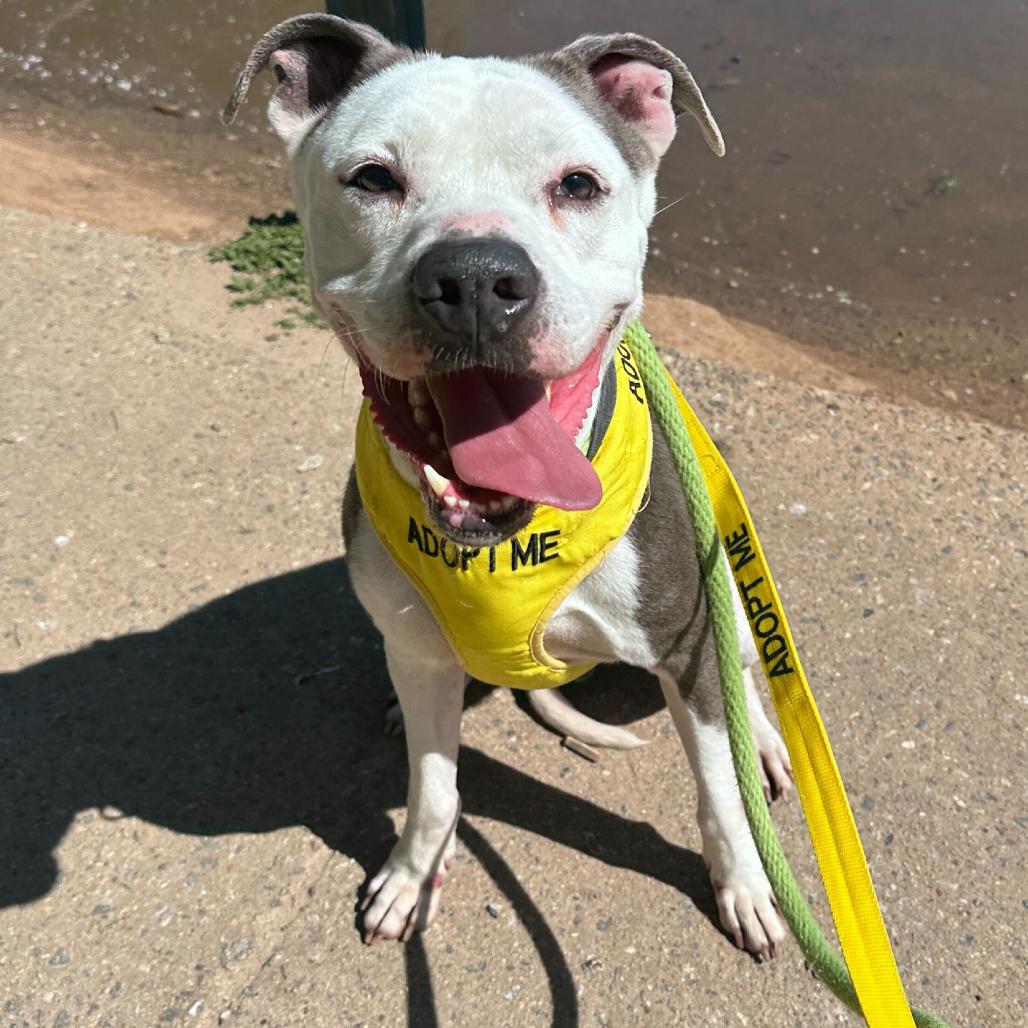 Enlarge Velour 3117, a Adoptable Mixed Breed in Columbus, GA image 4/6