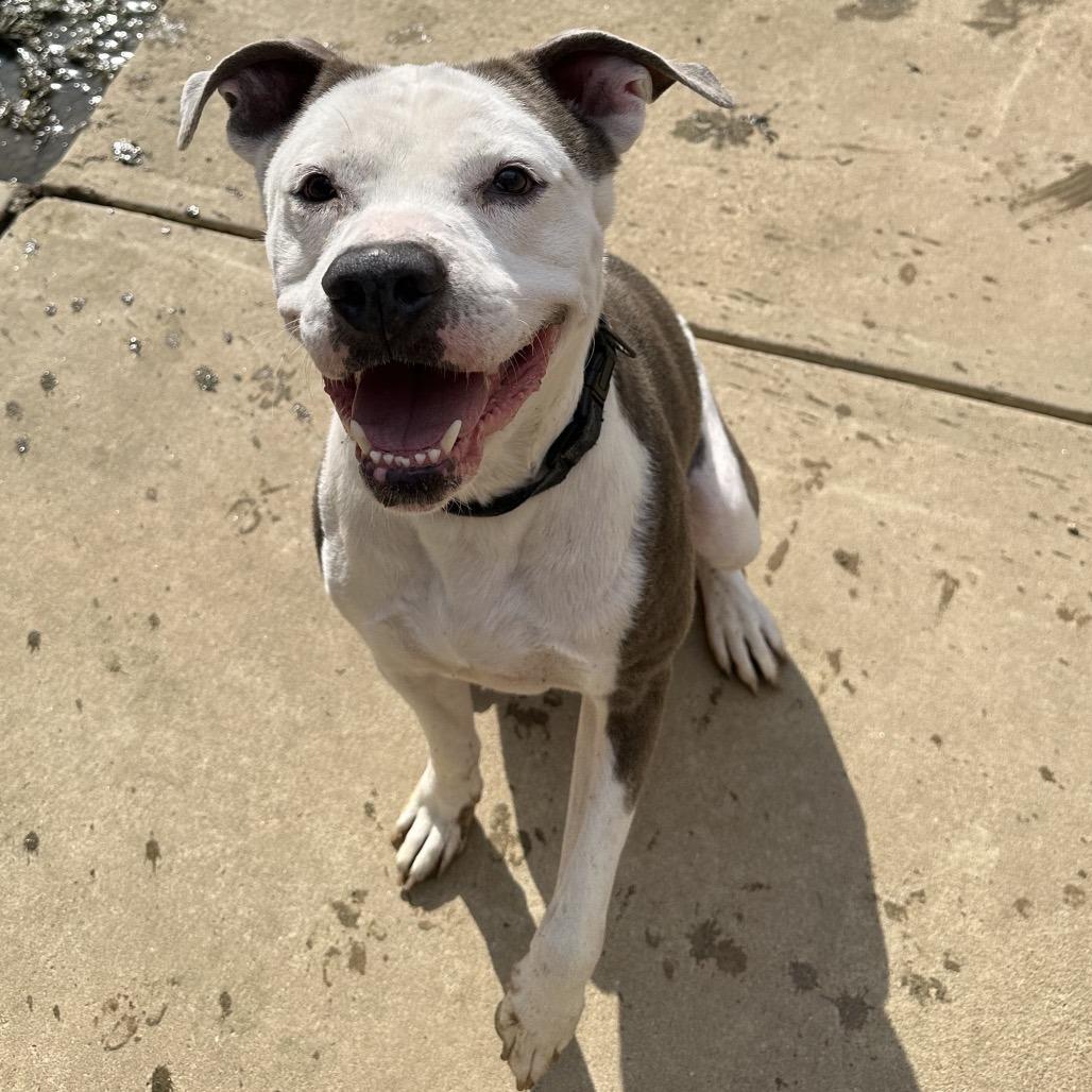 Enlarge Velour 3117, a Adoptable Mixed Breed in Columbus, GA image 3/4