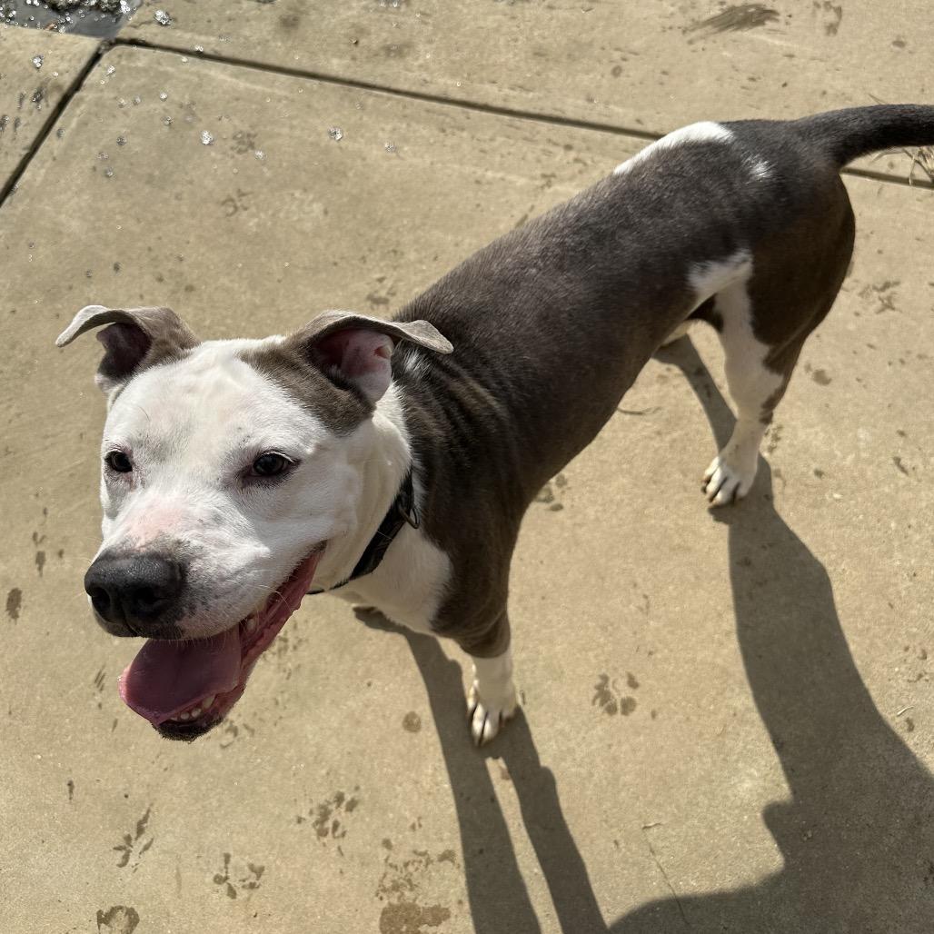 Enlarge Velour 3117, a Adoptable Mixed Breed in Columbus, GA image 4/4