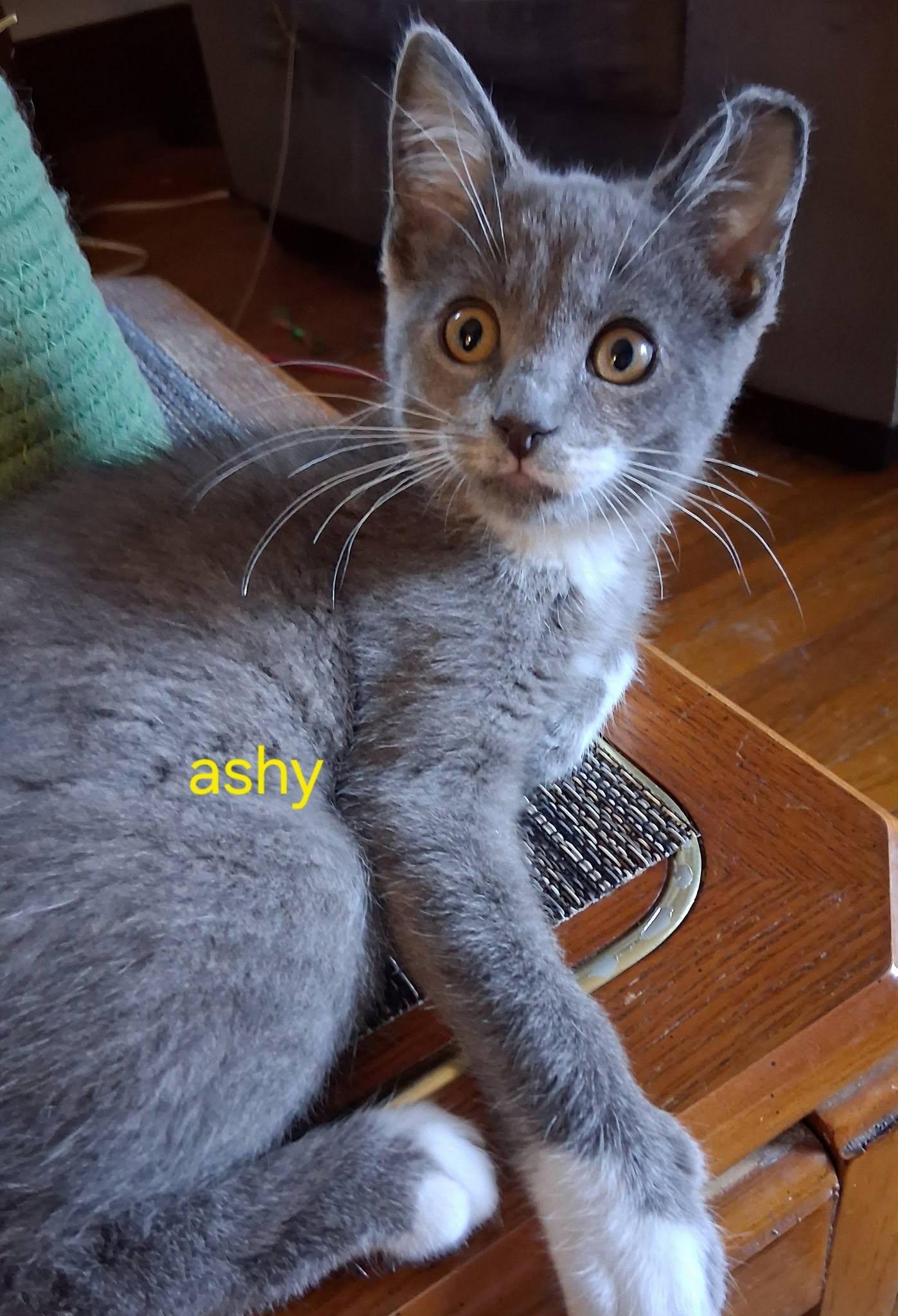 Ashy, ADOPTABLE, Kitten Female Domestic Short Hair.