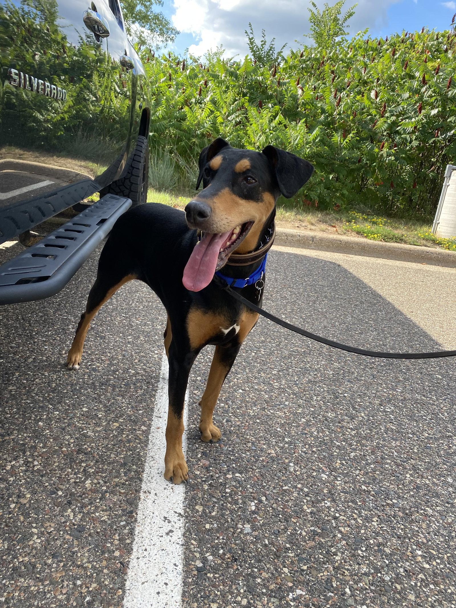 Enlarge Rosie, a Adopted Doberman Pinscher in Minneapolis, MN image 1/3