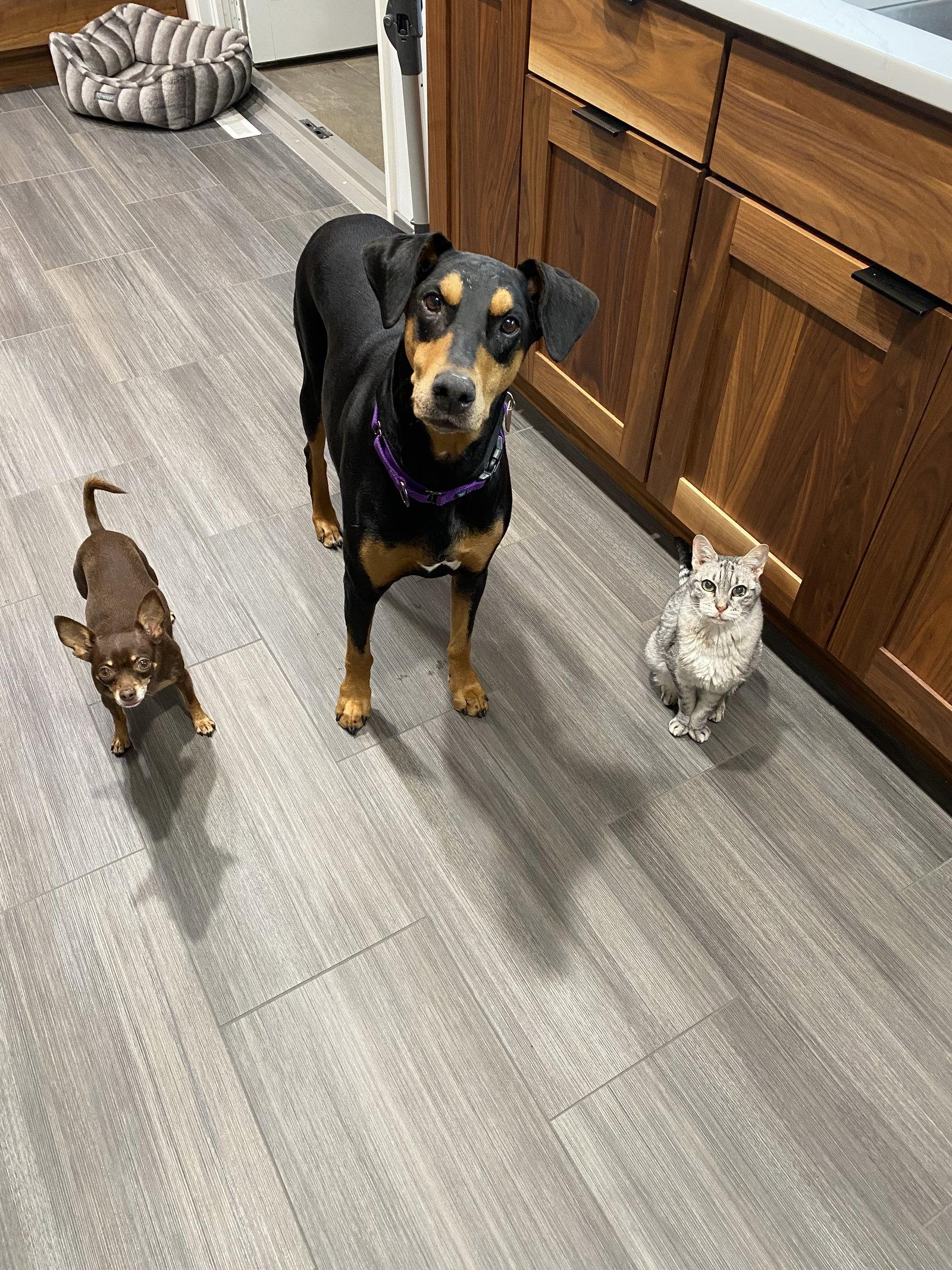 Enlarge Rosie, a Adopted Doberman Pinscher in Minneapolis, MN image 2/3